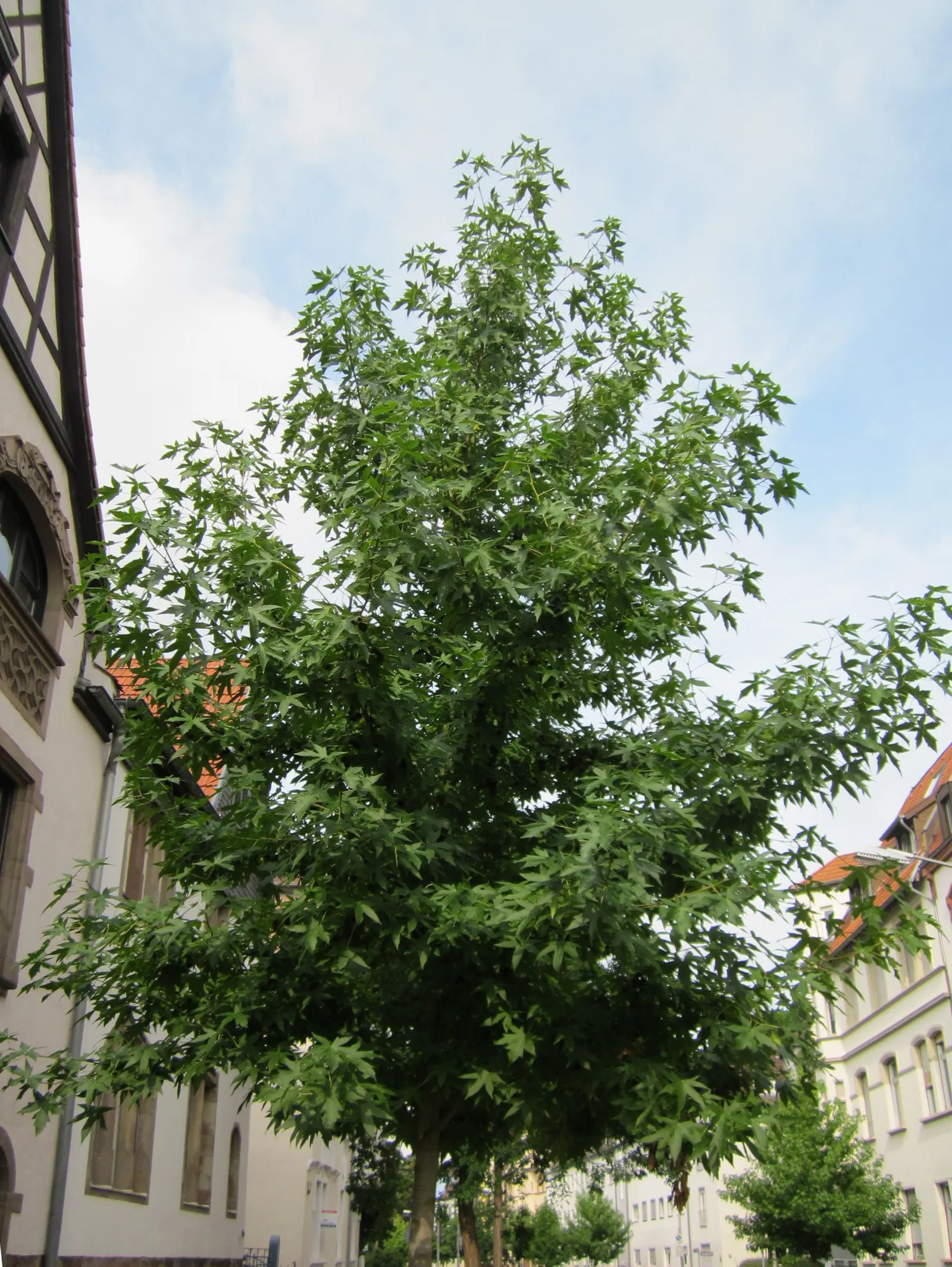 American Sweet Gum (Liquidambar Styraciflua) — Its spiky gumballs can be a maintenance issue; tree for full, image 79