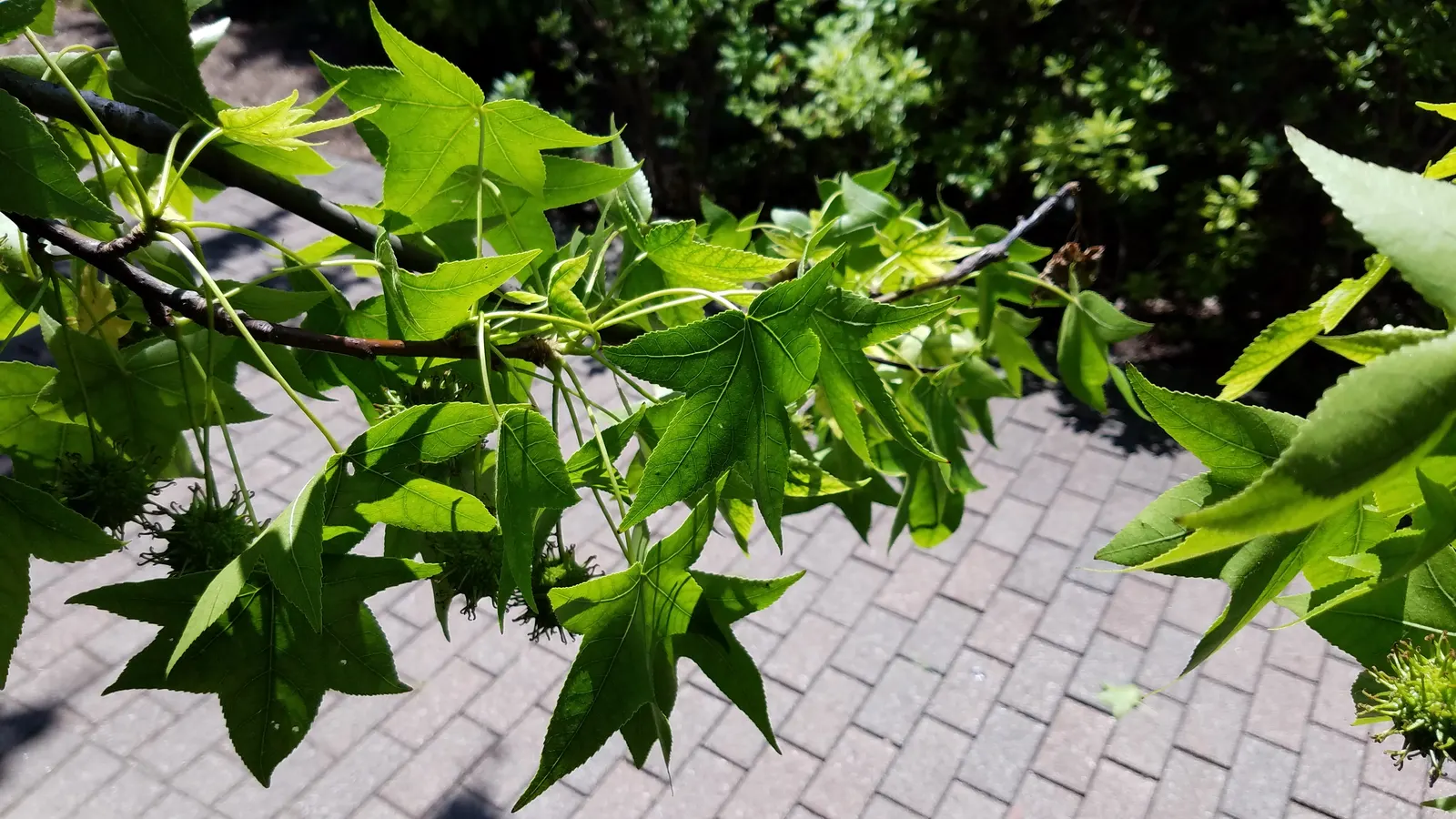 American Sweet Gum (Liquidambar Styraciflua) — is a captivating deciduous tree renowned for its stunning fall coloration and distinctive spiky fruit; the