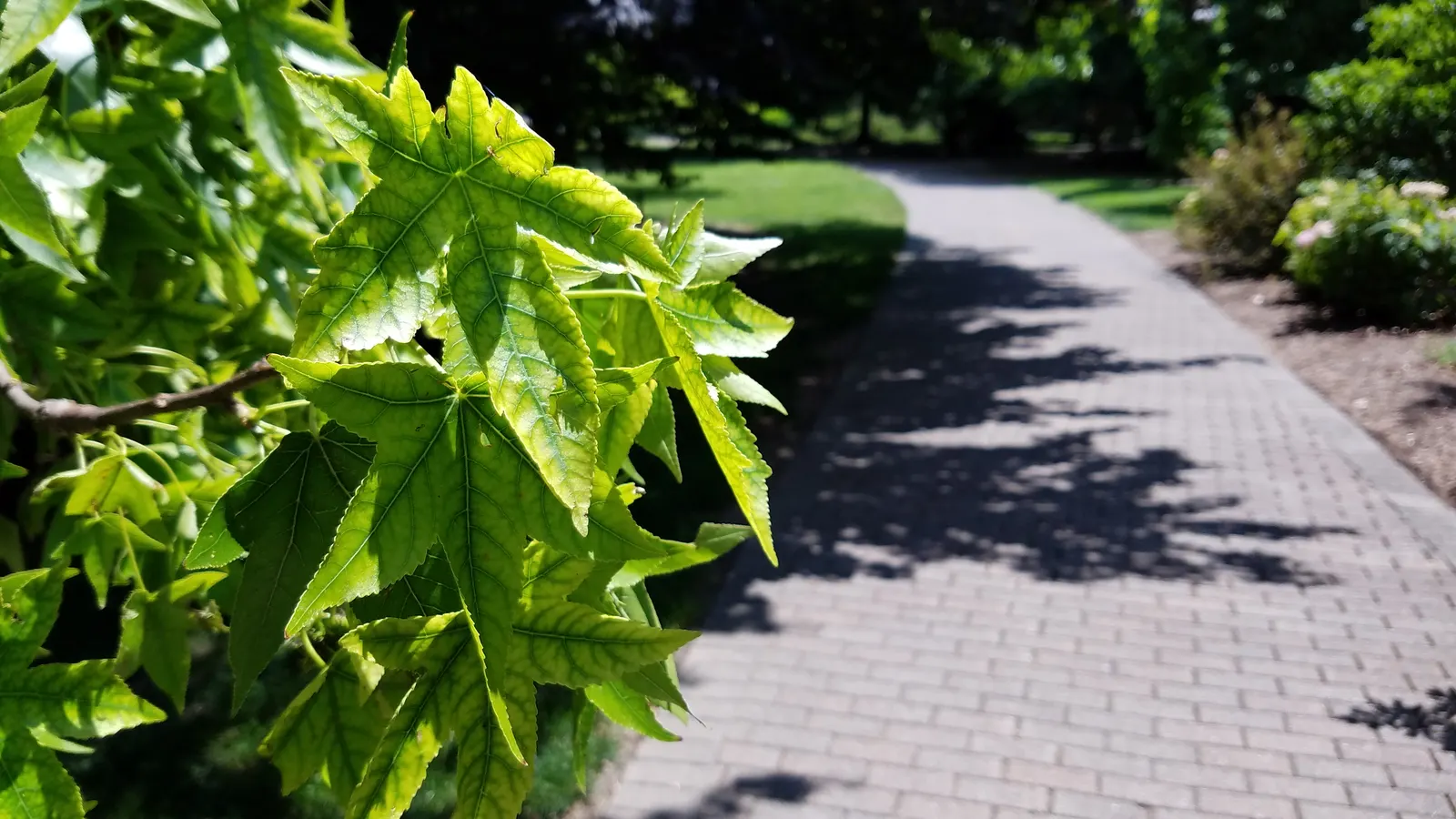 American Sweet Gum (Liquidambar Styraciflua) — Growing to an impressive height of 60 to 75 feet; notable for its star-shaped leaves and vibrant fall colors, it