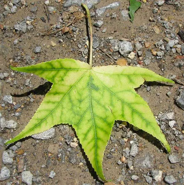 American Sweet Gum (Liquidambar Styraciflua) — The American Sweet Gum (Liquidambar styraciflua) thrives in zones 5-9