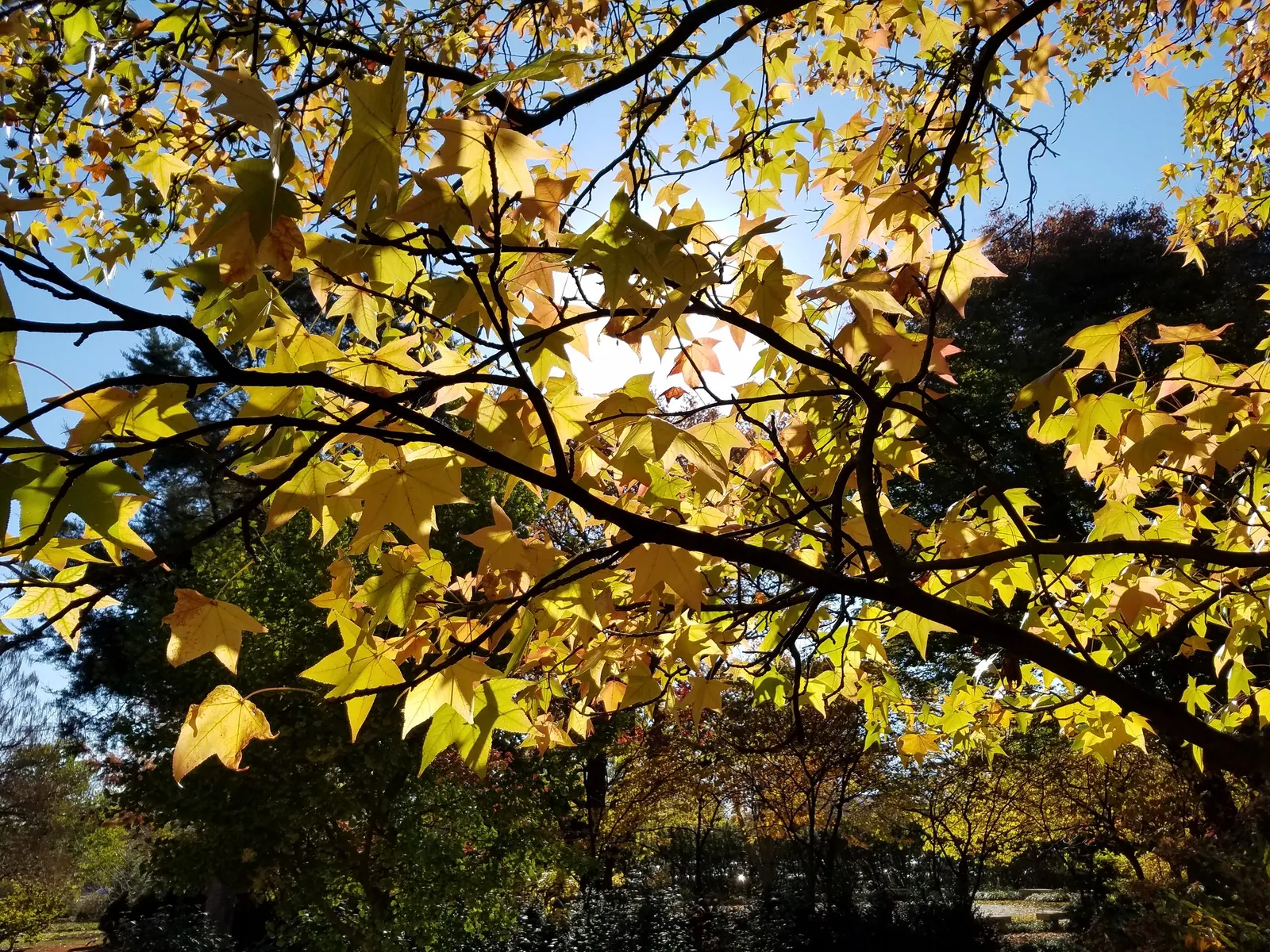 American Sweet Gum (Liquidambar Styraciflua) — contributing to its name and lending a sweet; the American Sweet Gum (Liquidambar styraciflua) thrives in zones