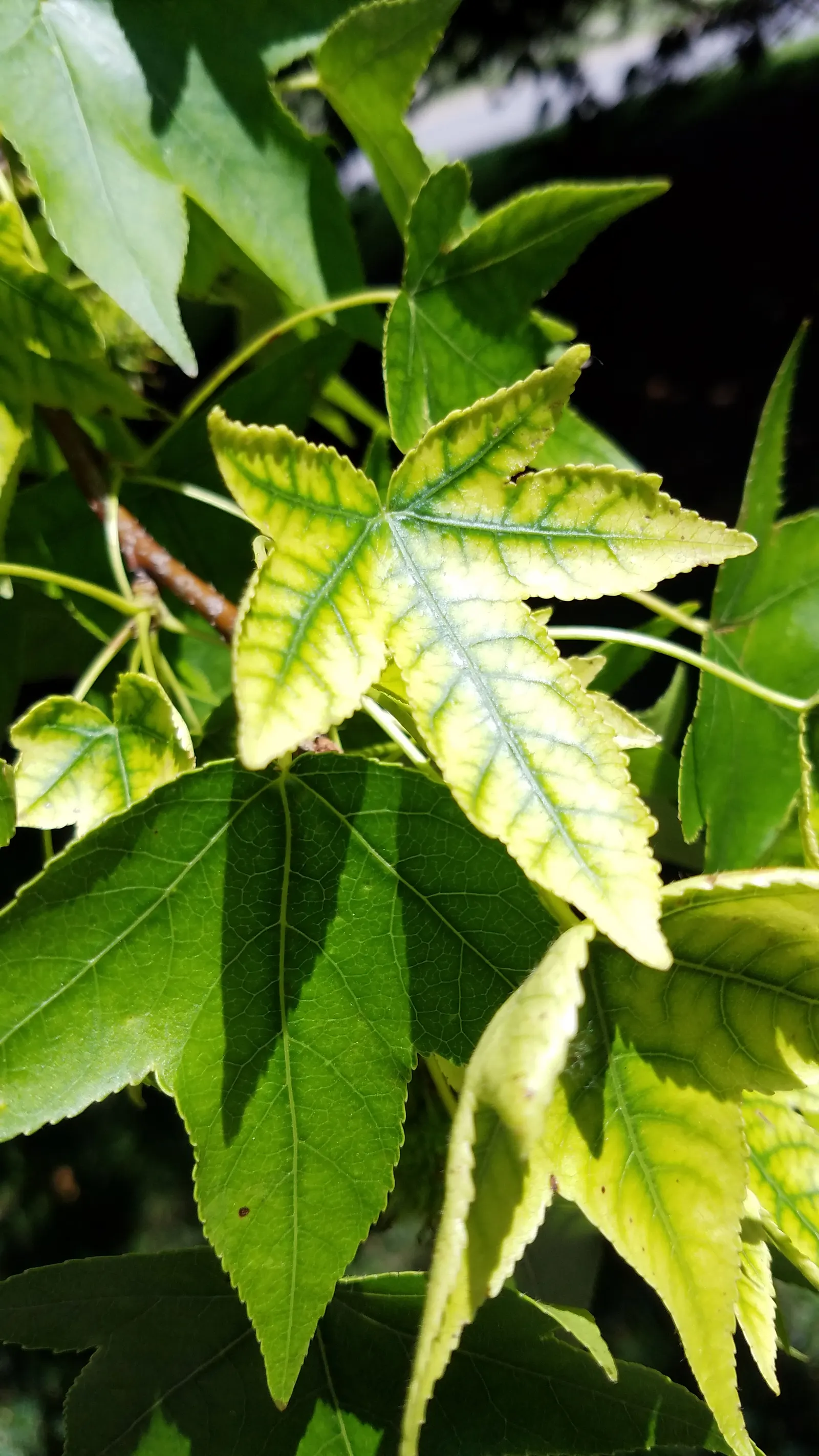 American Sweet Gum (Liquidambar Styraciflua) — persists through winter and can pose a litter nuisance if planted near walkways or frequented areas, image 145