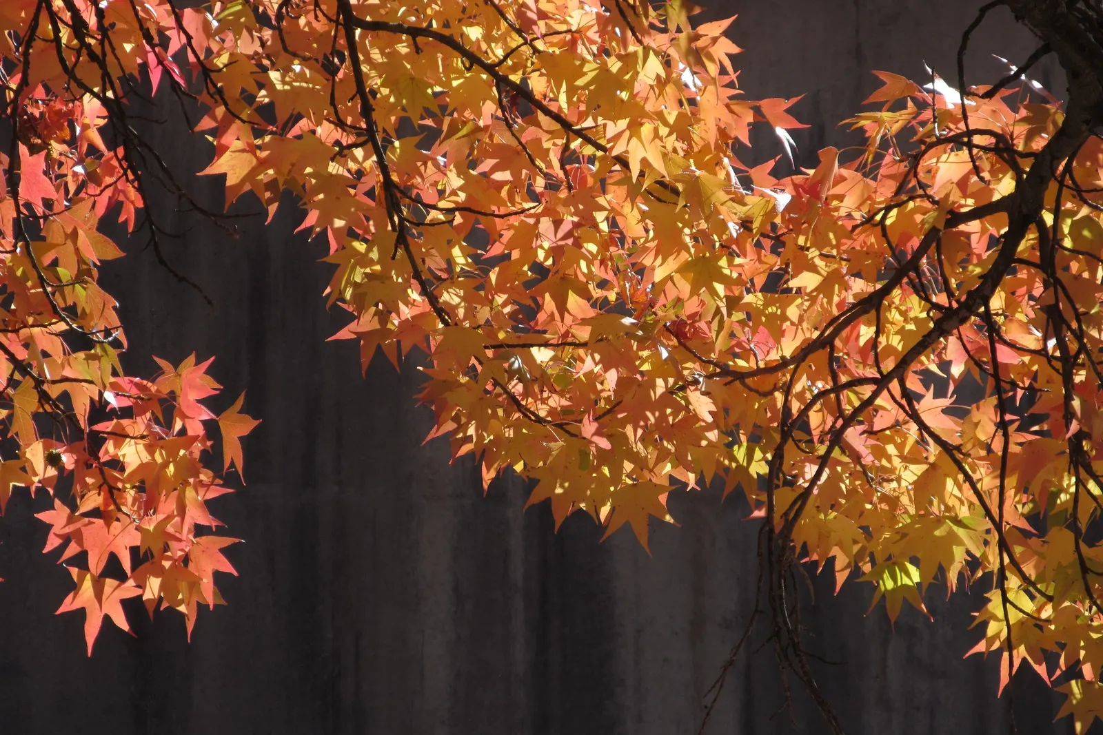 American Sweet Gum (Liquidambar Styraciflua) — with a canopy spread of 40 to 50 feet; this tree presents a pyramidal form in its youth that becomes, image 84