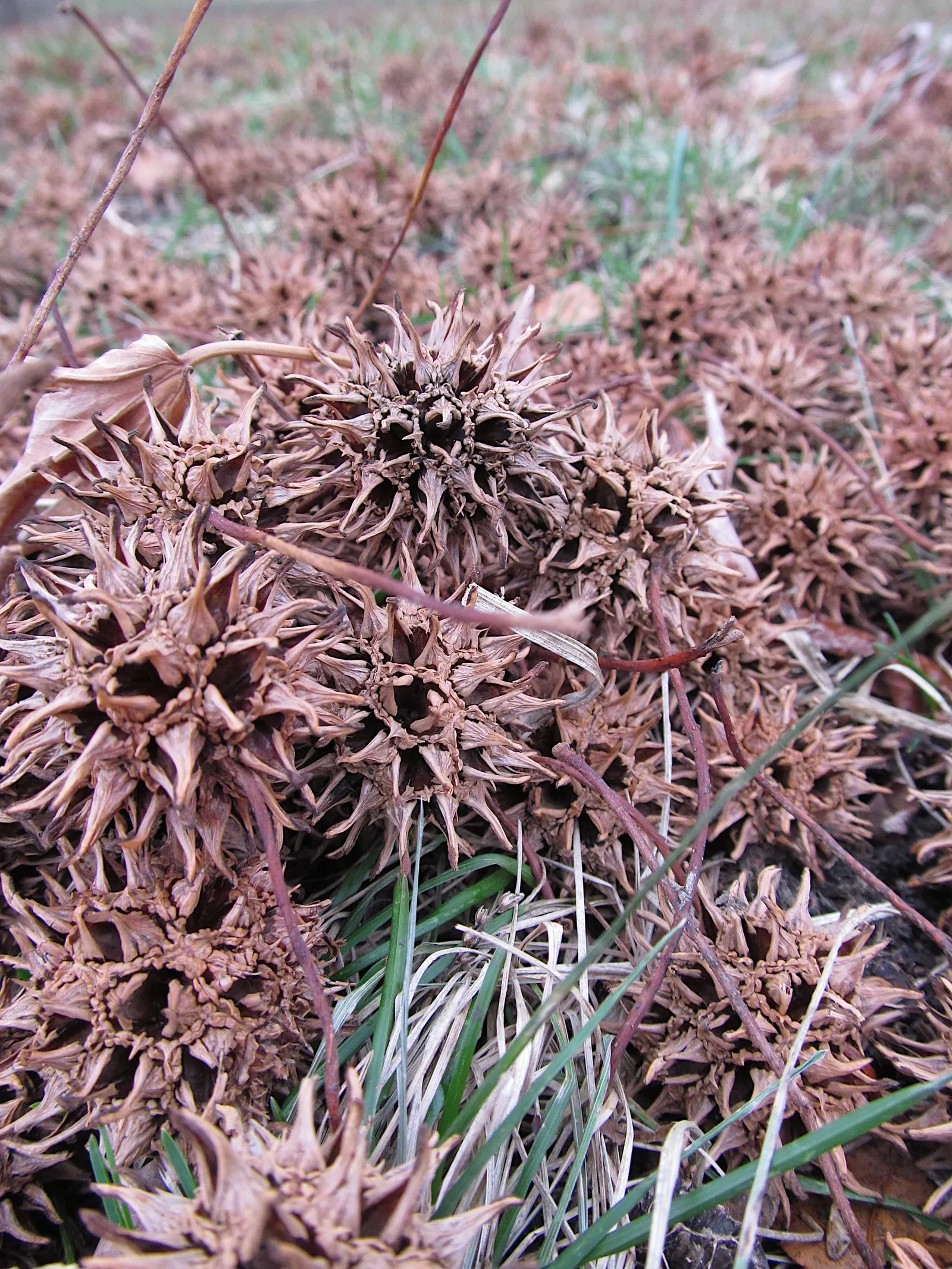 American Sweet Gum (Liquidambar Styraciflua) — Provides excellent shade but root system can disrupt pavements; is a captivating deciduous tree, image 80
