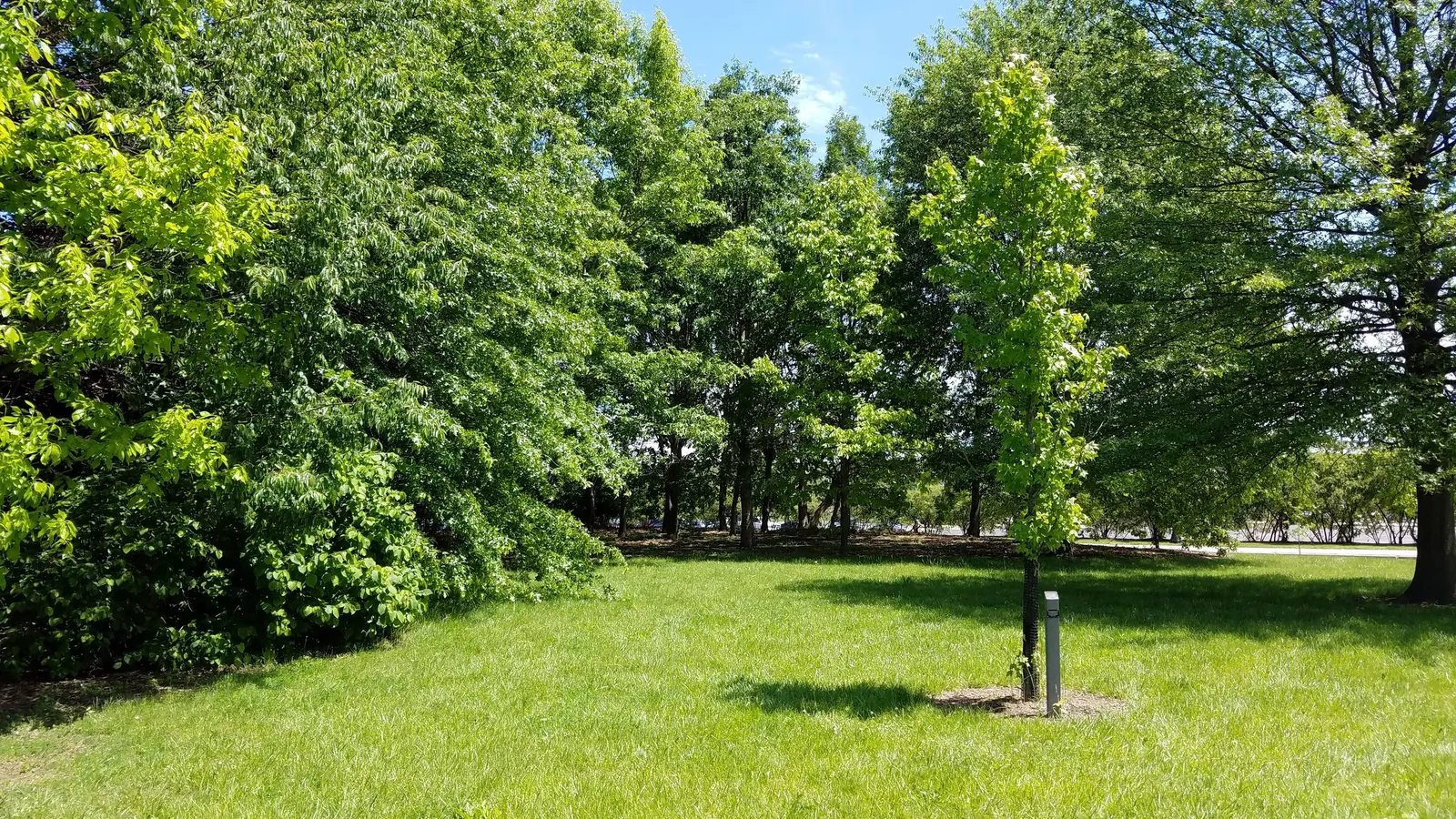American Sweet Gum (Liquidambar Styraciflua) — but the species is adaptable; reaching up to 60-75 feet tall with a 40-50 feet spread, image 140