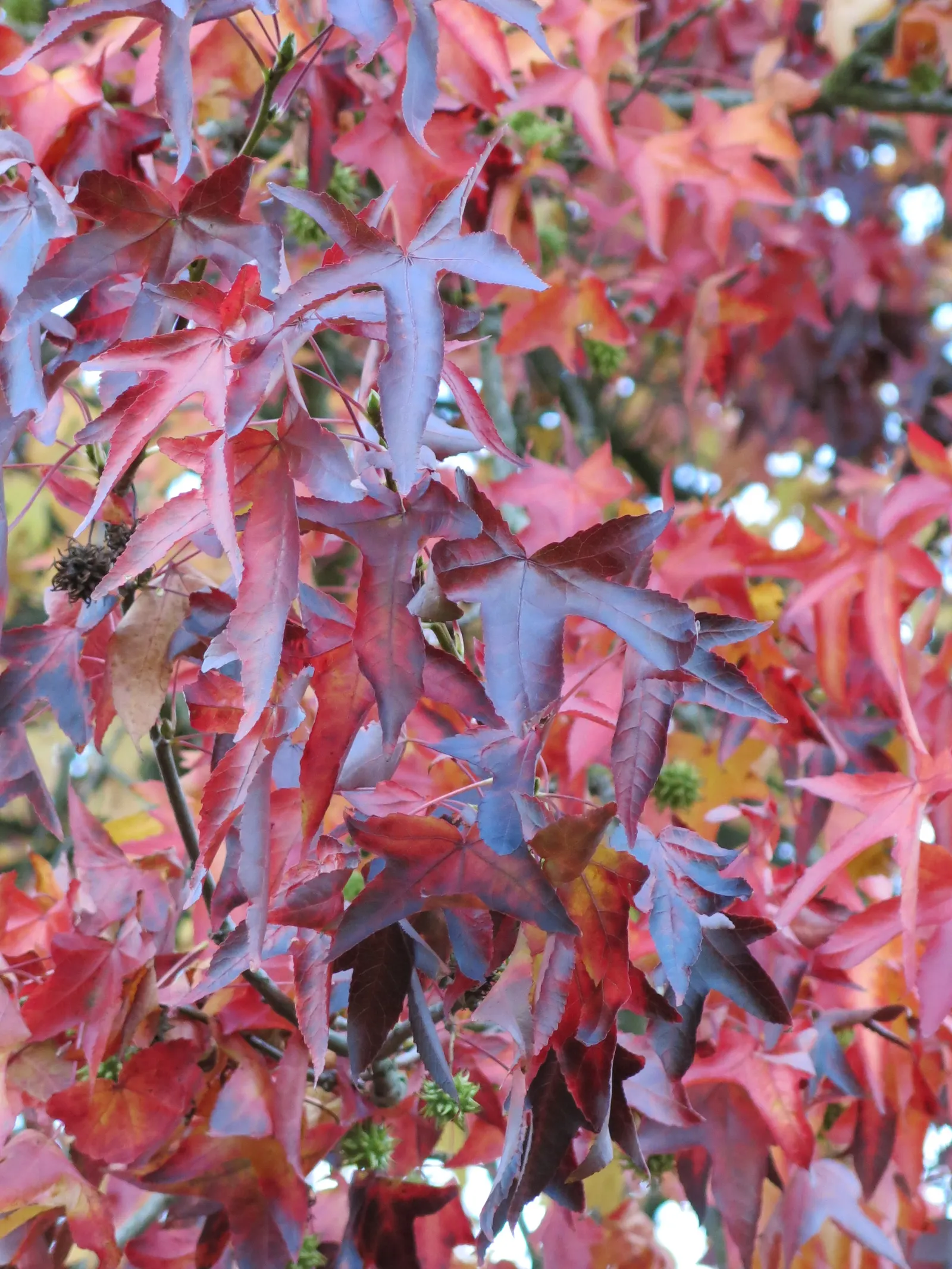 American Sweet Gum (Liquidambar Styraciflua) — ensuring there is ample space for growth.<br><br>The tree's fruit; provides excellent shade but root, image 69