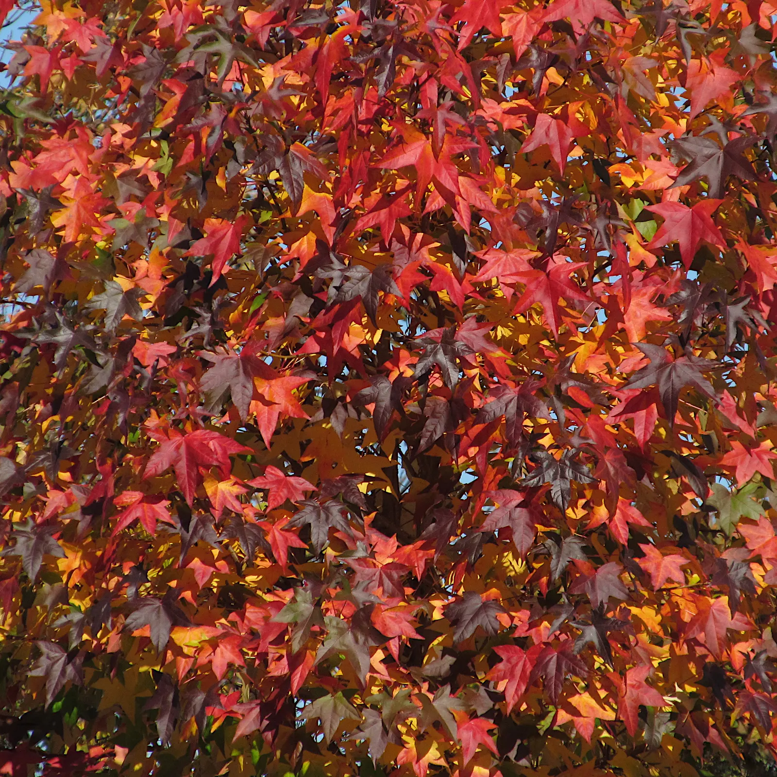 American Sweet Gum (Liquidambar Styraciflua) — this tree presents a pyramidal form in its youth that becomes more rounded with maturity; it thrives, image 60