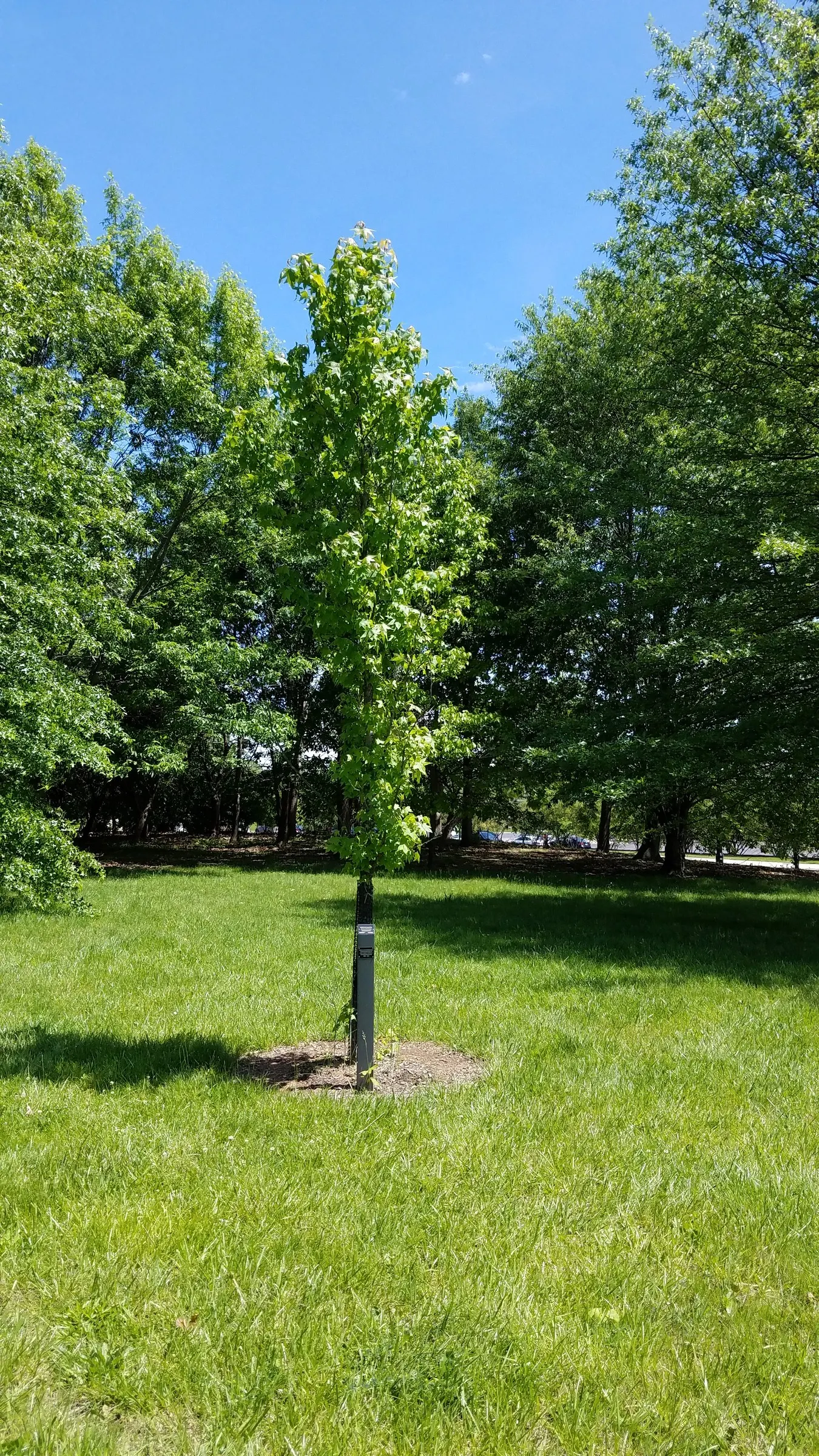 American Sweet Gum (Liquidambar Styraciflua) — contributing to its name and lending a sweet; the American Sweet Gum (Liquidambar styraciflua), image 147