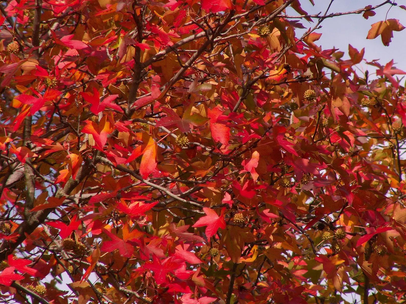 American Sweet Gum (Liquidambar Styraciflua) — contributing to its name and lending a sweet; the American Sweet Gum (Liquidambar styraciflua), image 72