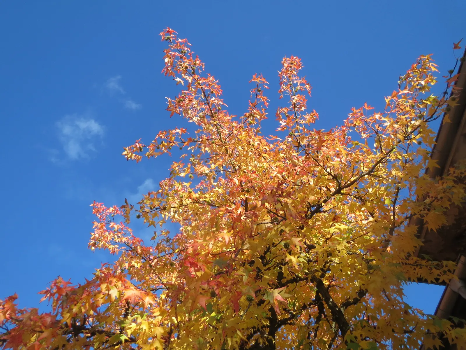 American Sweet Gum (Liquidambar Styraciflua) — balsamic aroma to the garden space.<br><br>In choosing the American Sweet Gum for a landscape, image 98