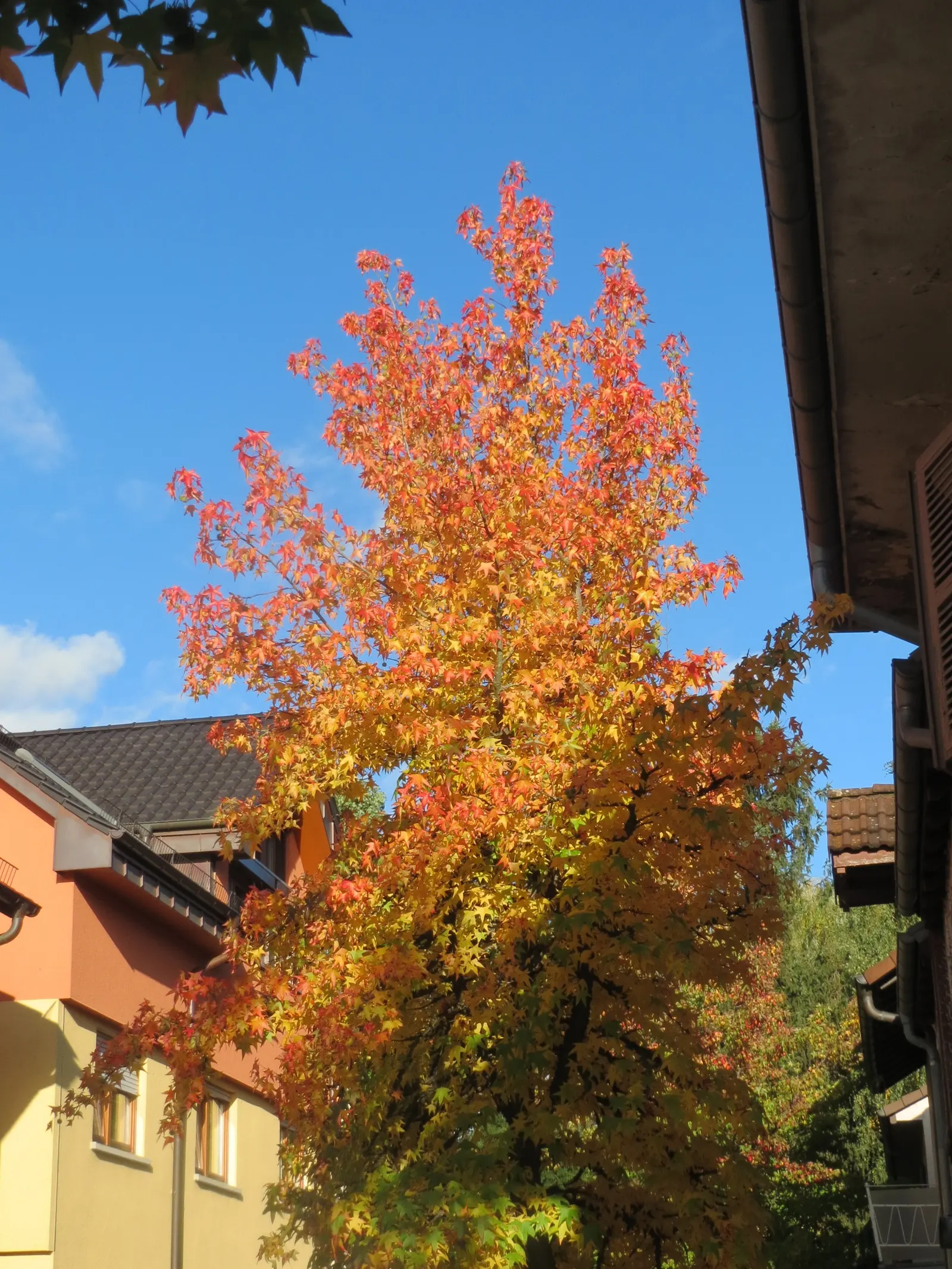 American Sweet Gum (Liquidambar Styraciflua) — Its star-shaped leaves are a luscious green throughout spring and summer; clients will enjoy a, image 86