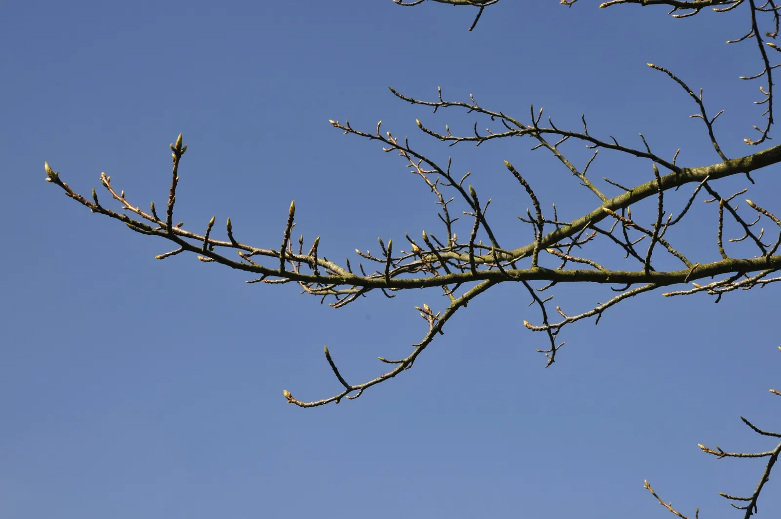 American Sweet Gum (Liquidambar Styraciflua) — landscape designers should note its potential size and root system when positioning it; balsamic, image 143