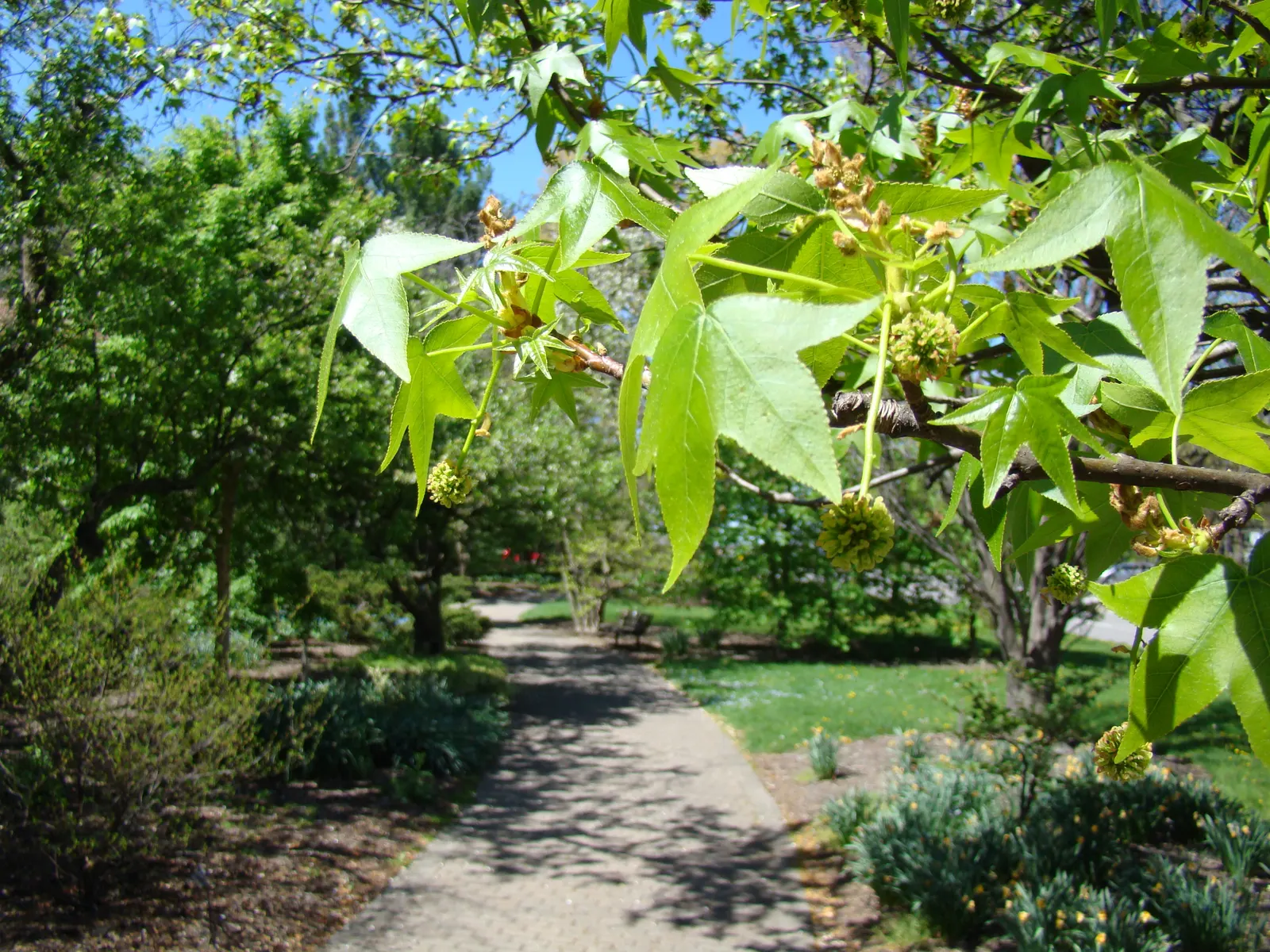 American Sweet Gum (Liquidambar Styraciflua) — tolerating even clay soils; with a canopy spread of 40 to 50 feet, image 141