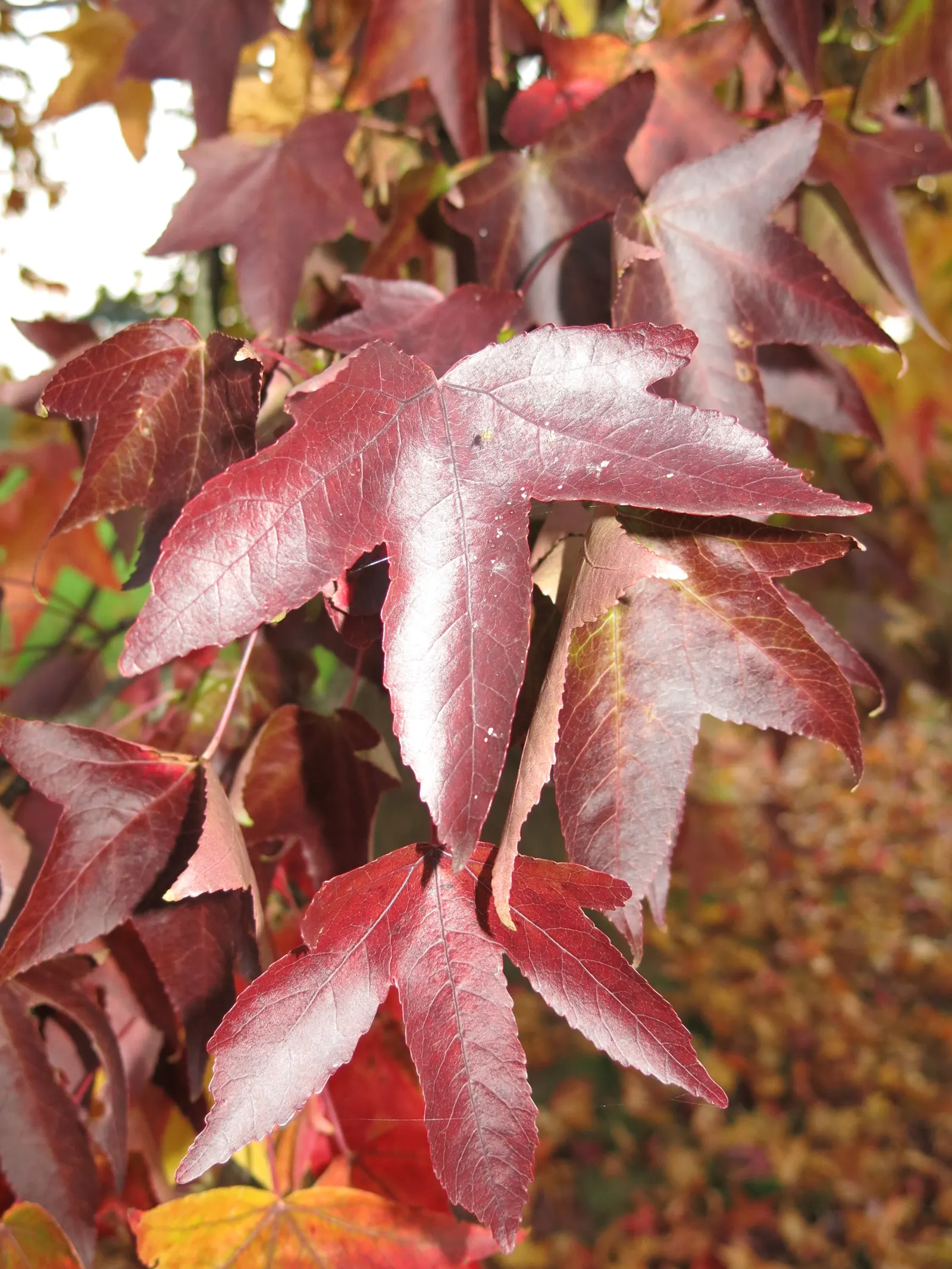 American Sweet Gum (Liquidambar Styraciflua) — It thrives in full sun, requiring at least six hours of direct, unfiltered sunlight per day, image 67