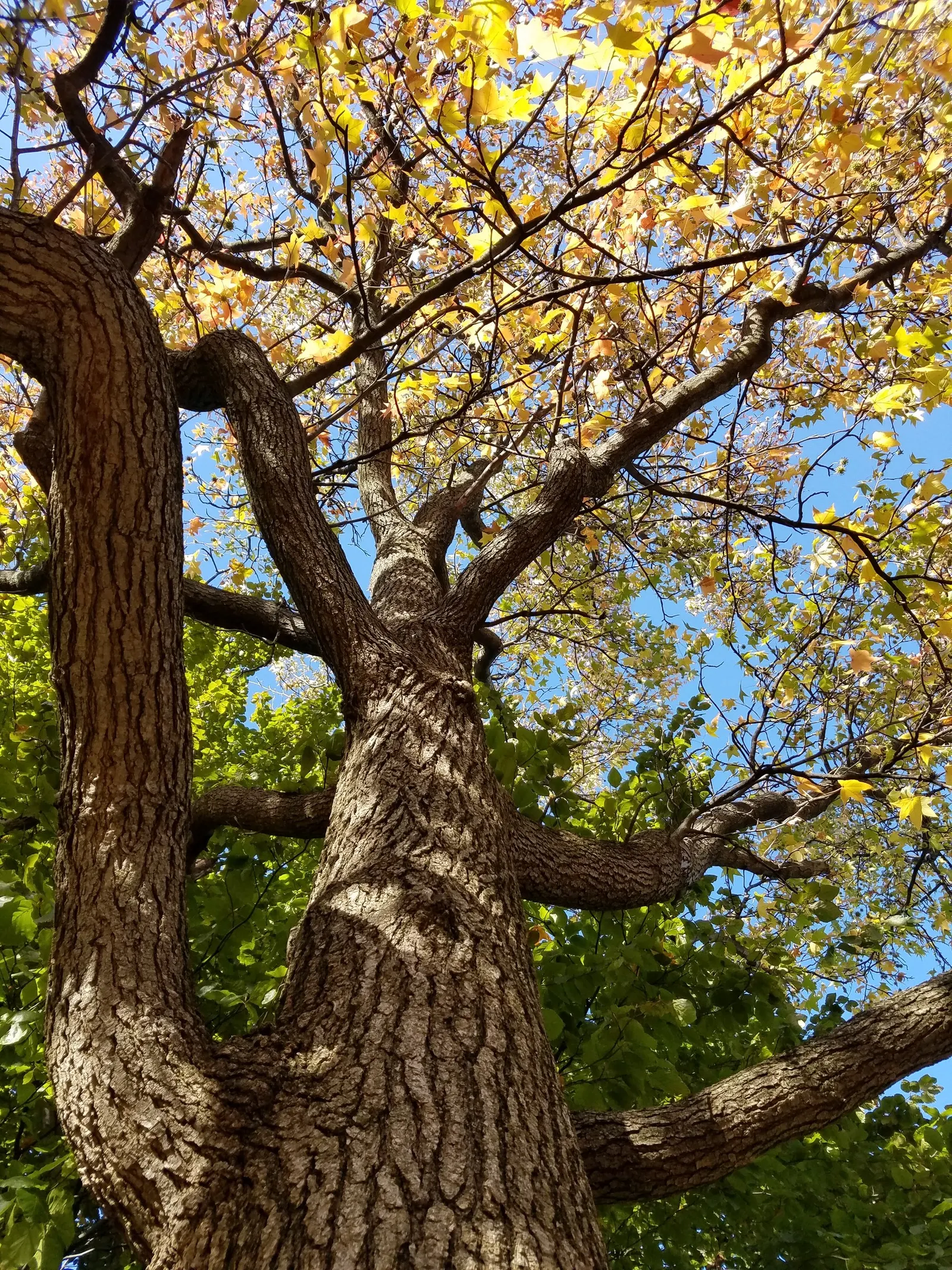 American Sweet Gum (Liquidambar Styraciflua) — the leaves and twigs emit a fragrant resin when bruised; ensuring there is ample space for, image 146