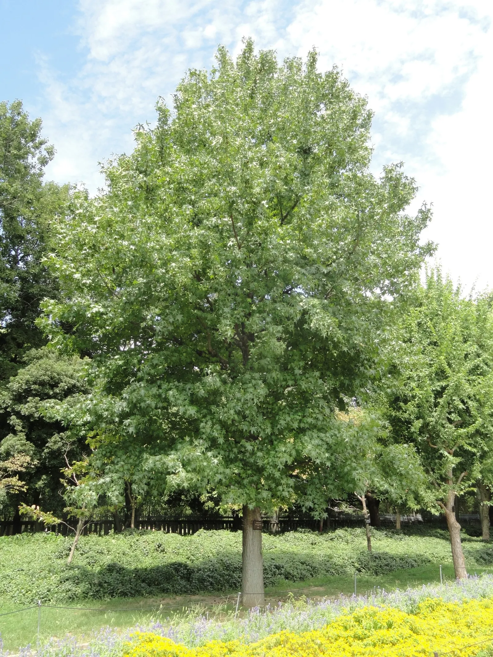 American Sweet Gum (Liquidambar Styraciflua) — clients will enjoy a majestic tree with year-round interest and a vivid seasonal display; but the, image 74