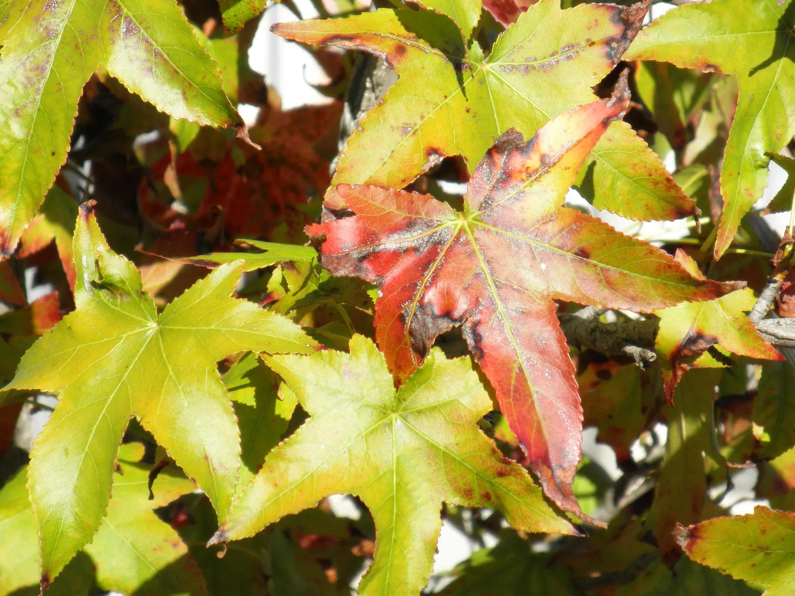 American Sweet Gum (Liquidambar Styraciflua) — which adds a textural element to the landscape during the leaf-off season; persists through winter, image 64