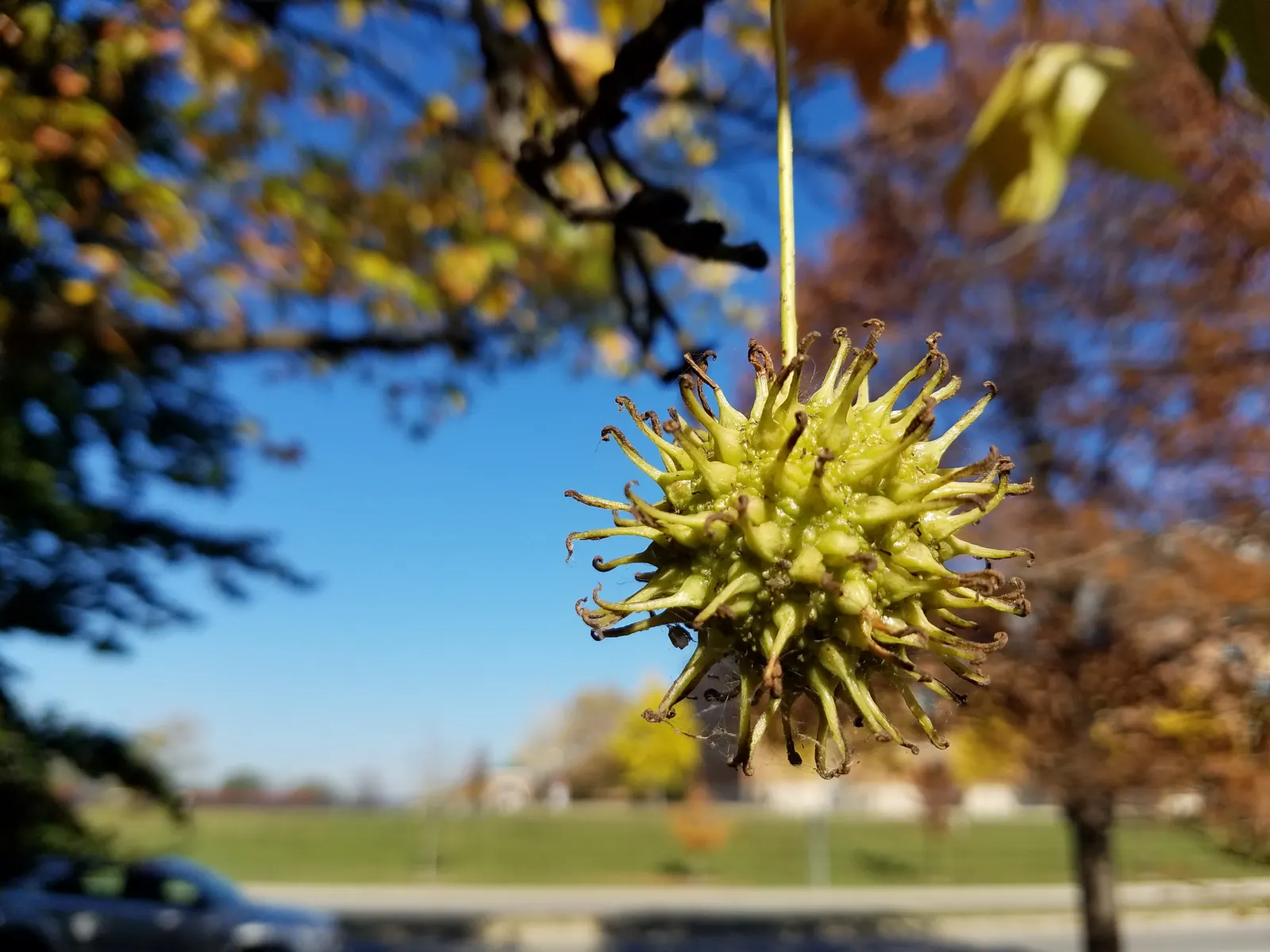 American Sweet Gum (Liquidambar Styraciflua) — tree for full; contributing to its name and lending a sweet