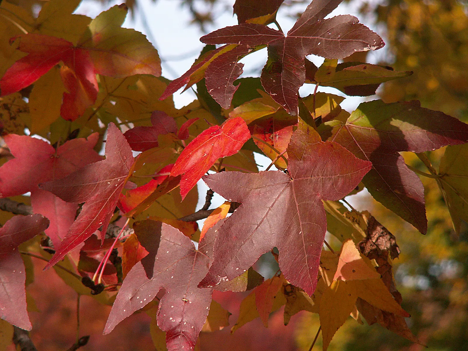 American Sweet Gum (Liquidambar Styraciflua) — the leaves and twigs emit a fragrant resin when bruised; ensuring there is ample space for, image 71