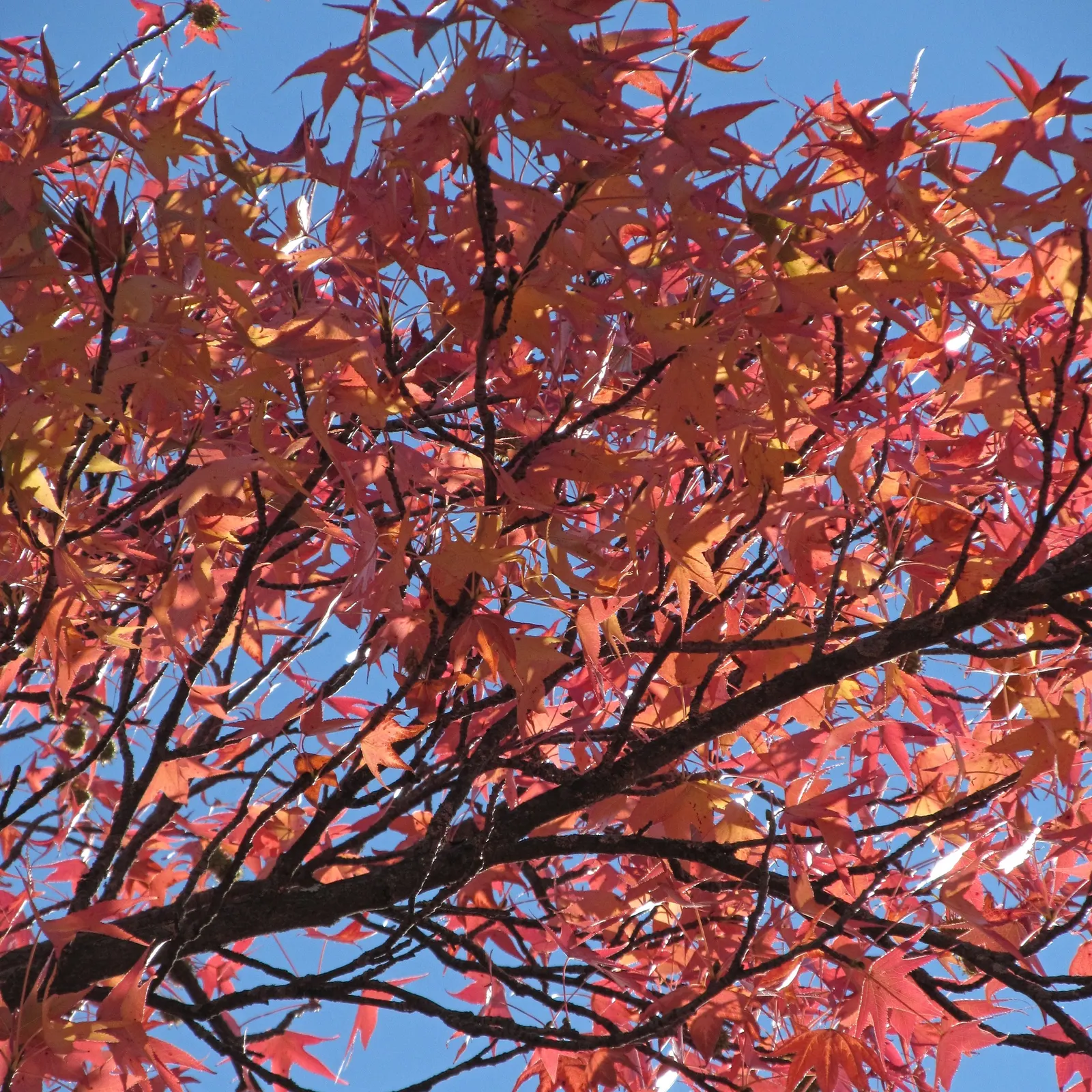 American Sweet Gum (Liquidambar Styraciflua) — is a captivating deciduous tree renowned for its stunning fall coloration and distinctive spiky, image 82