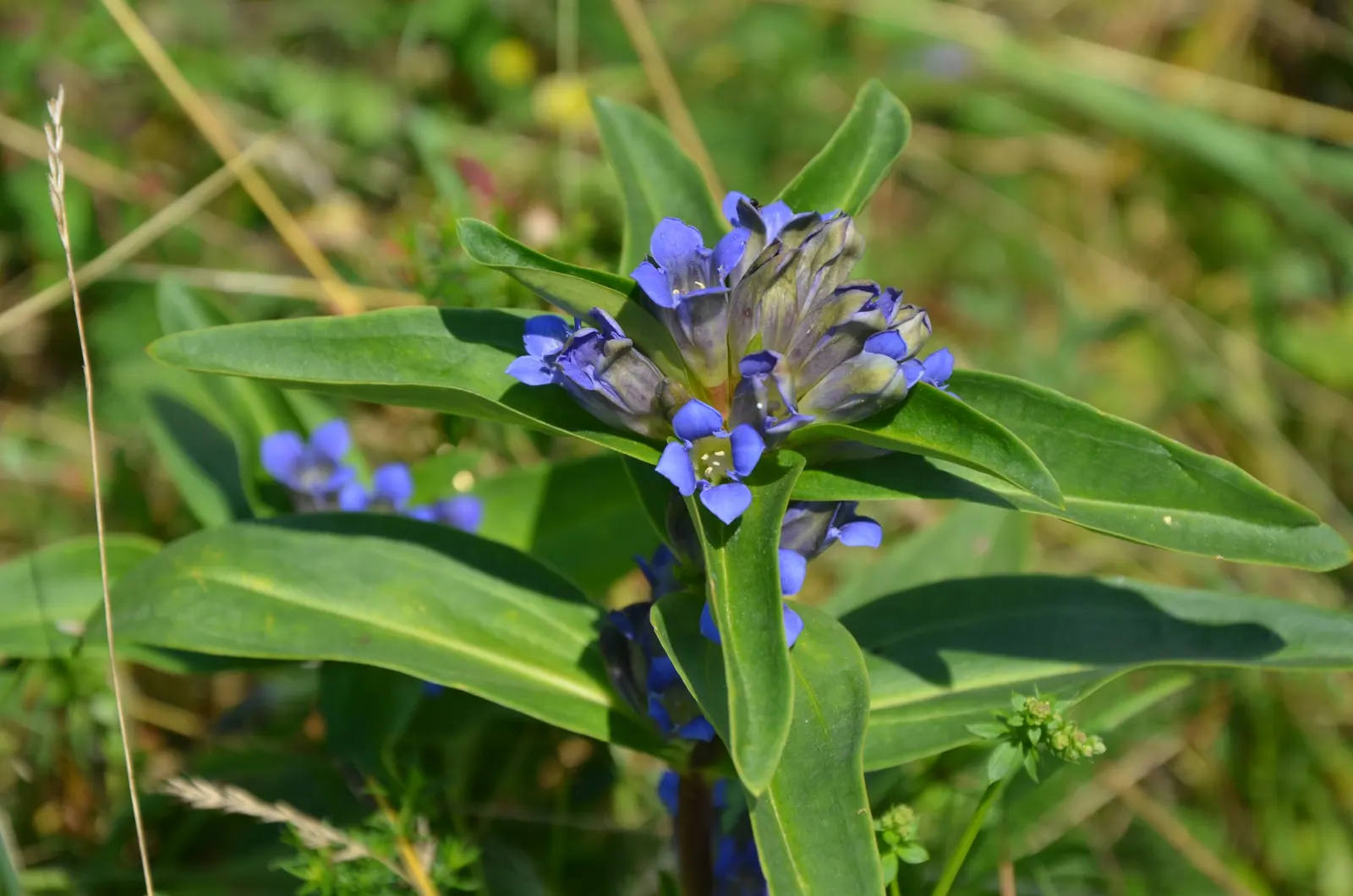 Blue Cross Gentian (Gentiana Cruciata 'Blue Cross') — The Gentiana cruciata 'Blue Cross' is a perennial boasting vivid