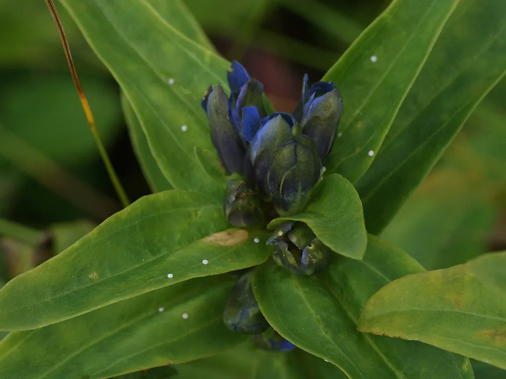 Blue Cross Gentian (Gentiana Cruciata 'Blue Cross') — deep blue flowers with a distinctive cross-like pattern