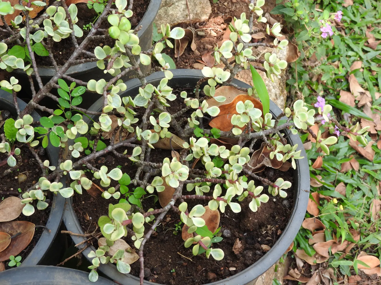 Rainbow Bush (Portulacaria Afra 'Variegata') — With its cream and shades of pale green variegated leaves