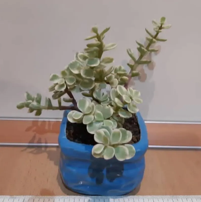 Rainbow Bush (Portulacaria Afra 'Variegata') — It thrives in USDA zones 10-11 and reaches up to 4-6 feet tall with a 2-4 foot spread