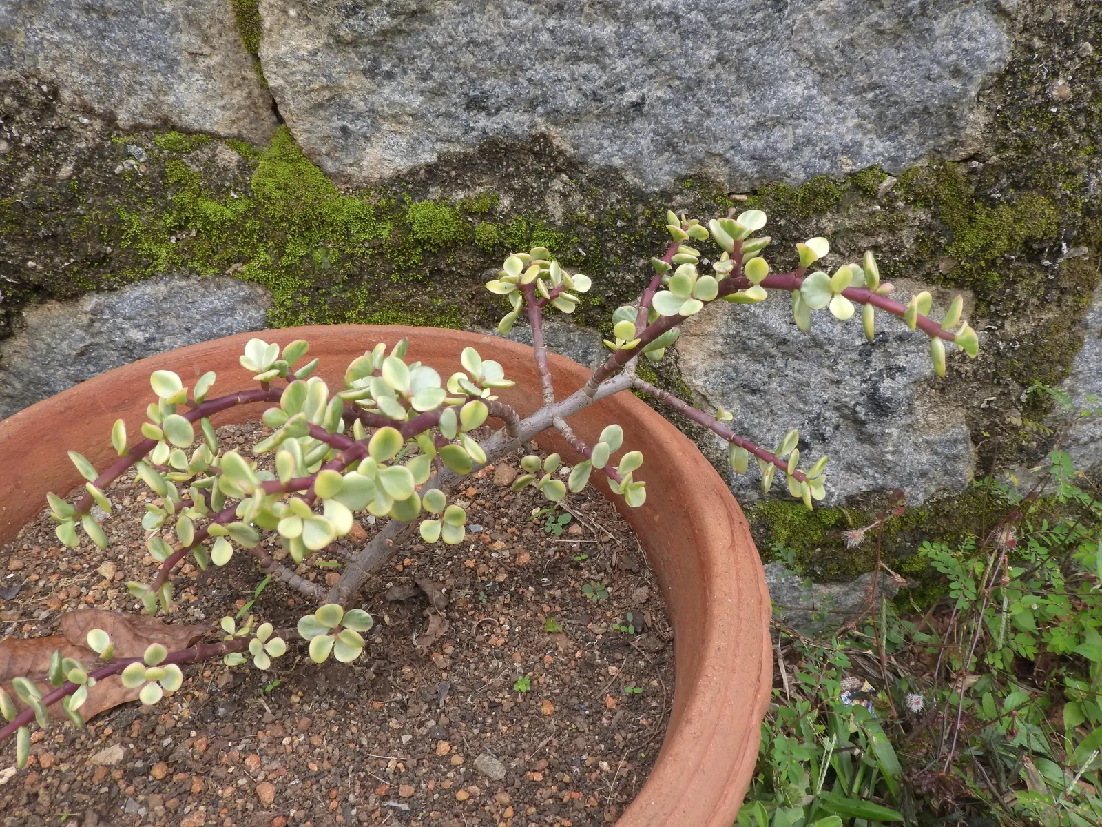 Rainbow Bush (Portulacaria Afra 'Variegata') — yet striking element for their design palette