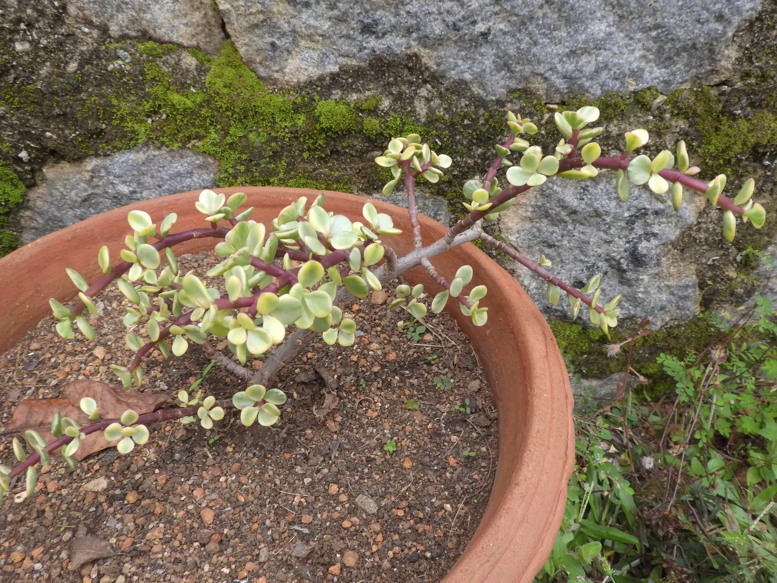 Rainbow Bush (Portulacaria Afra 'Variegata') — it offers a striking contrast and visual appeal throughout the year