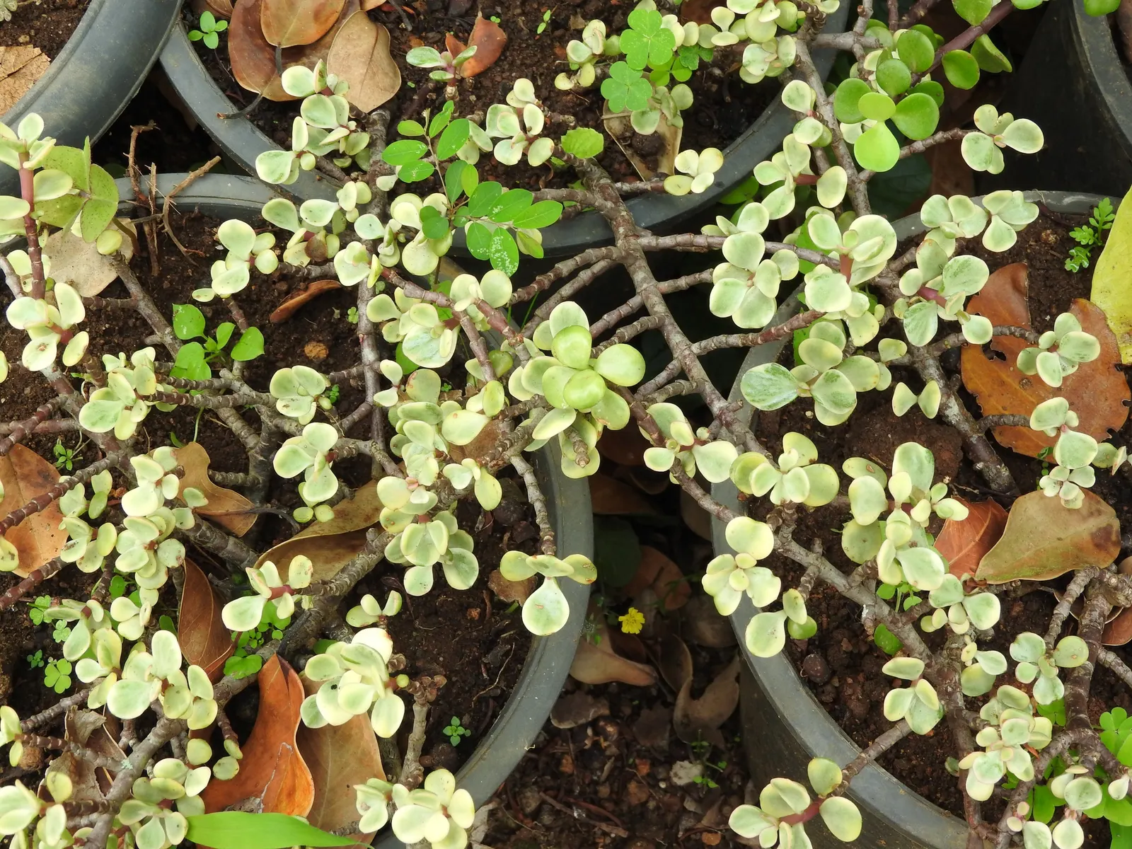 Rainbow Bush (Portulacaria Afra 'Variegata') — though it should be protected from frost