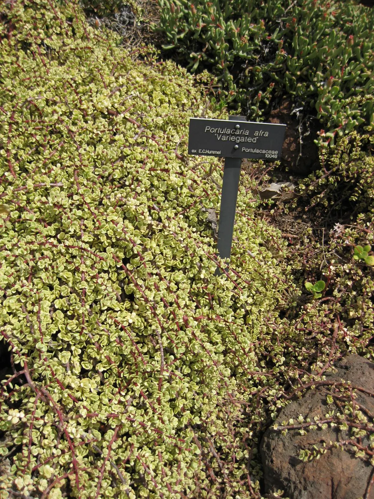 Rainbow Bush (Portulacaria Afra 'Variegata') — Perfect for adding variegated texture to water-wise gardens or as a potted accent on patios and balconies