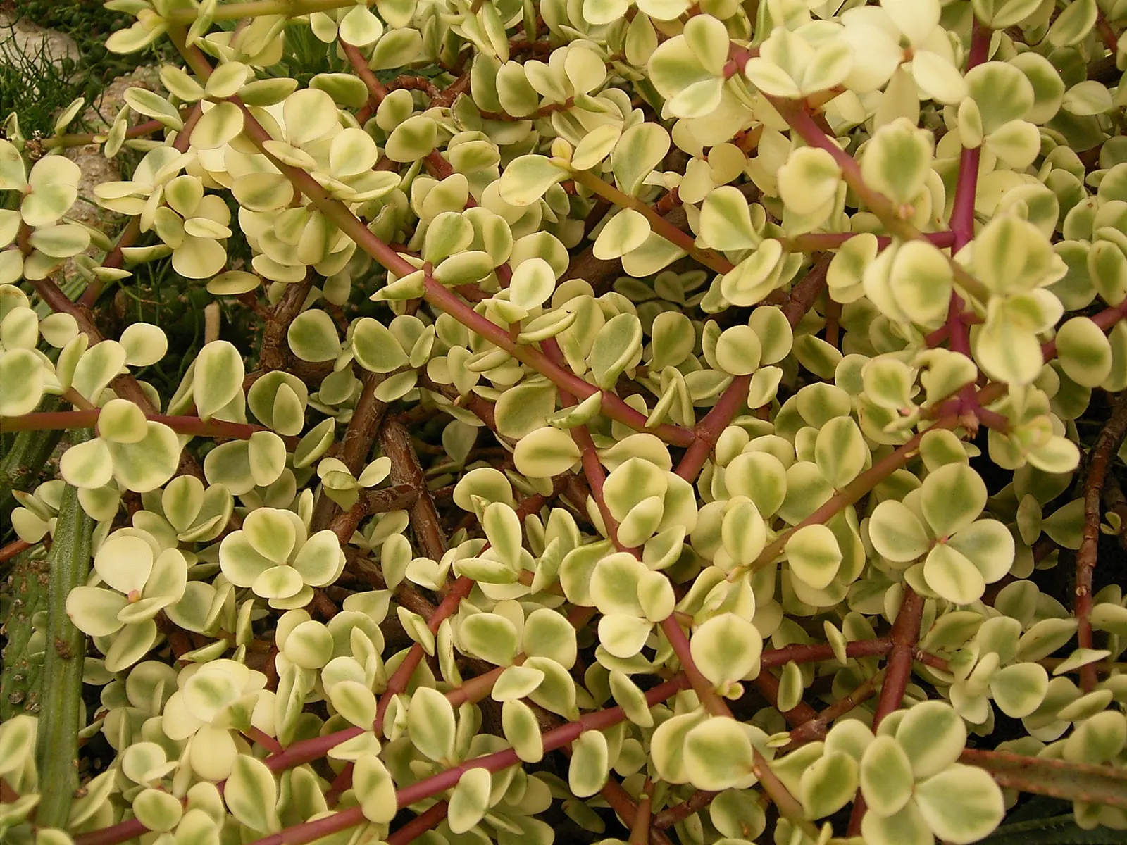 Rainbow Bush (Portulacaria Afra 'Variegata') — the Variegated Elephant Bush is drought-resistant