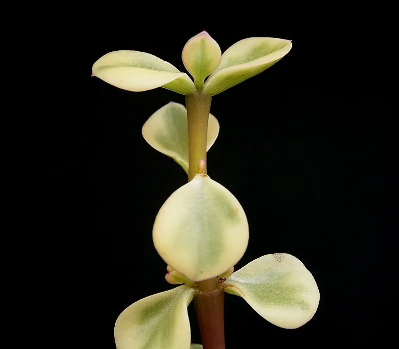 Rainbow Bush (Portulacaria Afra 'Variegata') — With its captivating appearance and forgiving nature