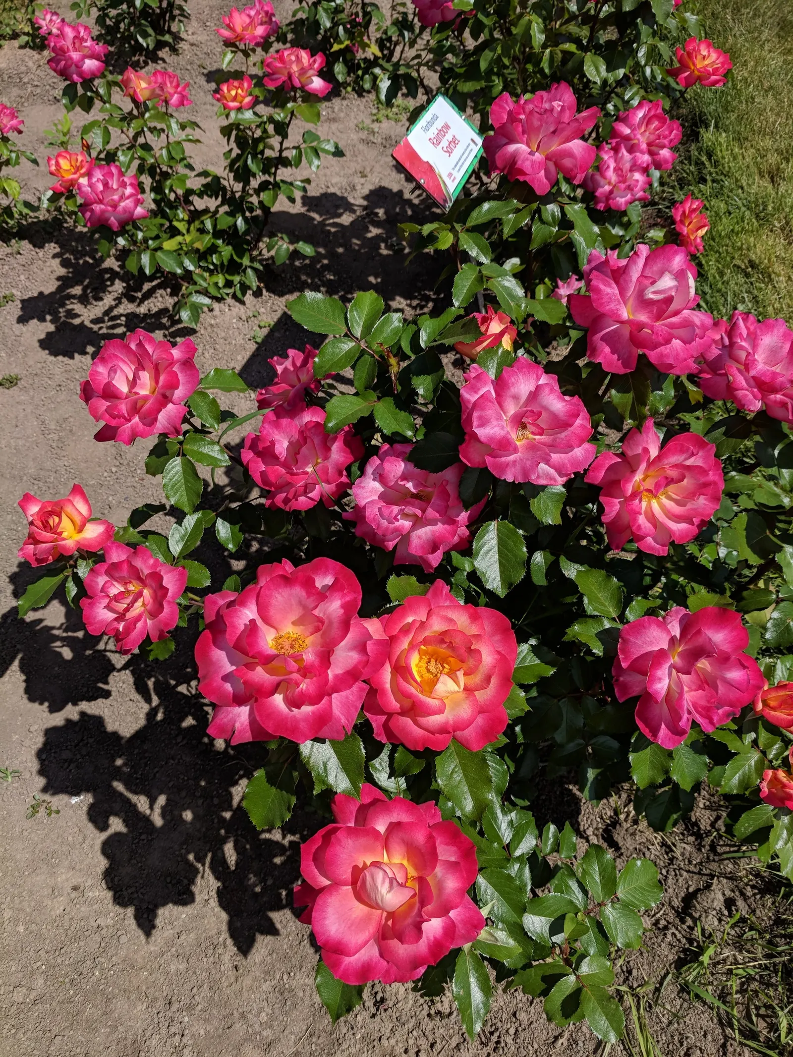 Rainbow Bush (Portulacaria Afra 'Variegata') — This succulent is hardy to USDA zones 9 to 11