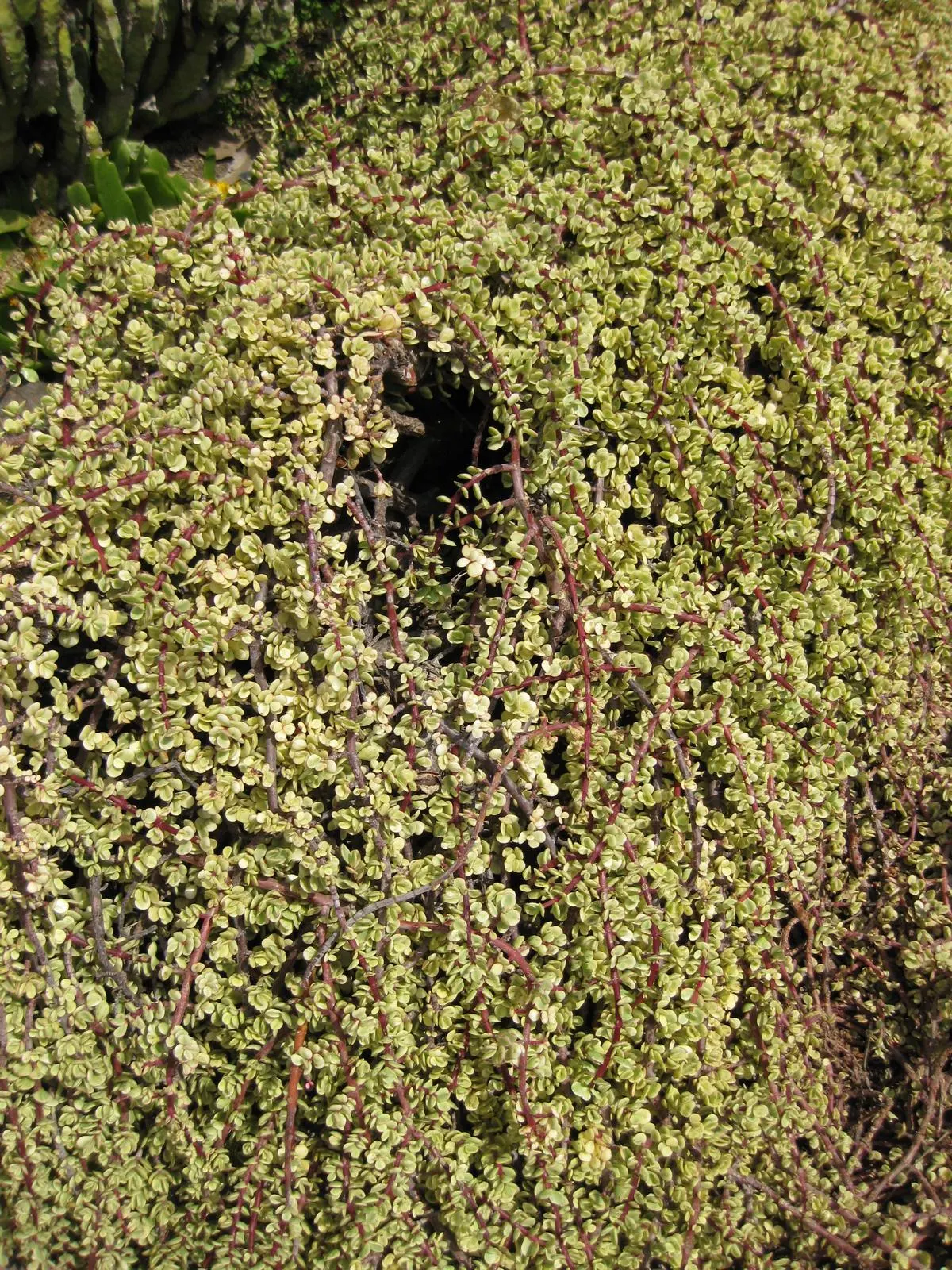 Rainbow Bush (Portulacaria Afra 'Variegata') — commonly referred to as the Rainbow Bush or Variegated Elephant Bush