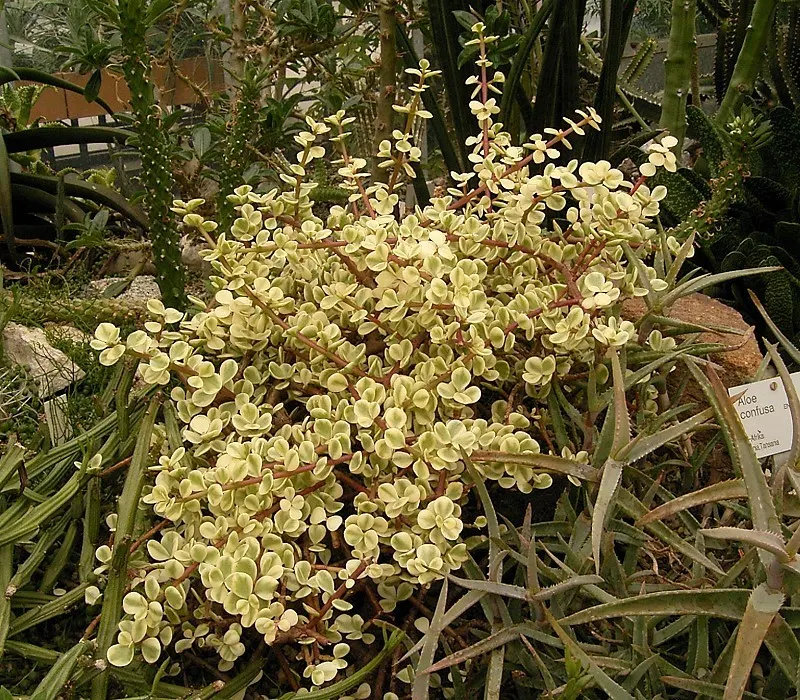 Rainbow Bush (Portulacaria Afra 'Variegata') — The Rainbow Bush thrives when exposed to full sunlight to partial shade and prefers well-draining soil