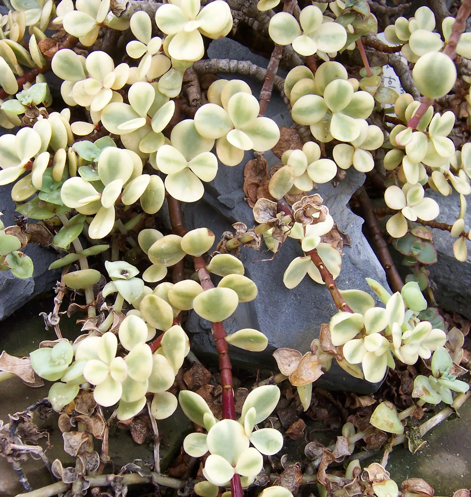 Rainbow Bush (Portulacaria Afra 'Variegata') — Perfect for adding variegated texture to water-wise gardens or as a potted accent on patios and balconies; is an