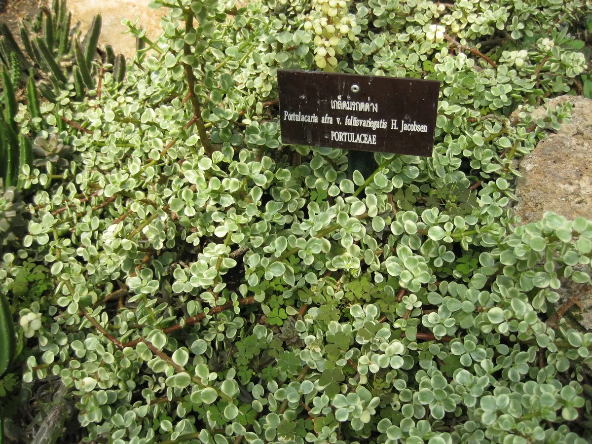 Rainbow Bush (Portulacaria Afra 'Variegata') — commonly referred to as the Rainbow Bush or Variegated Elephant Bush; this succulent is hardy to USDA zones 9 to