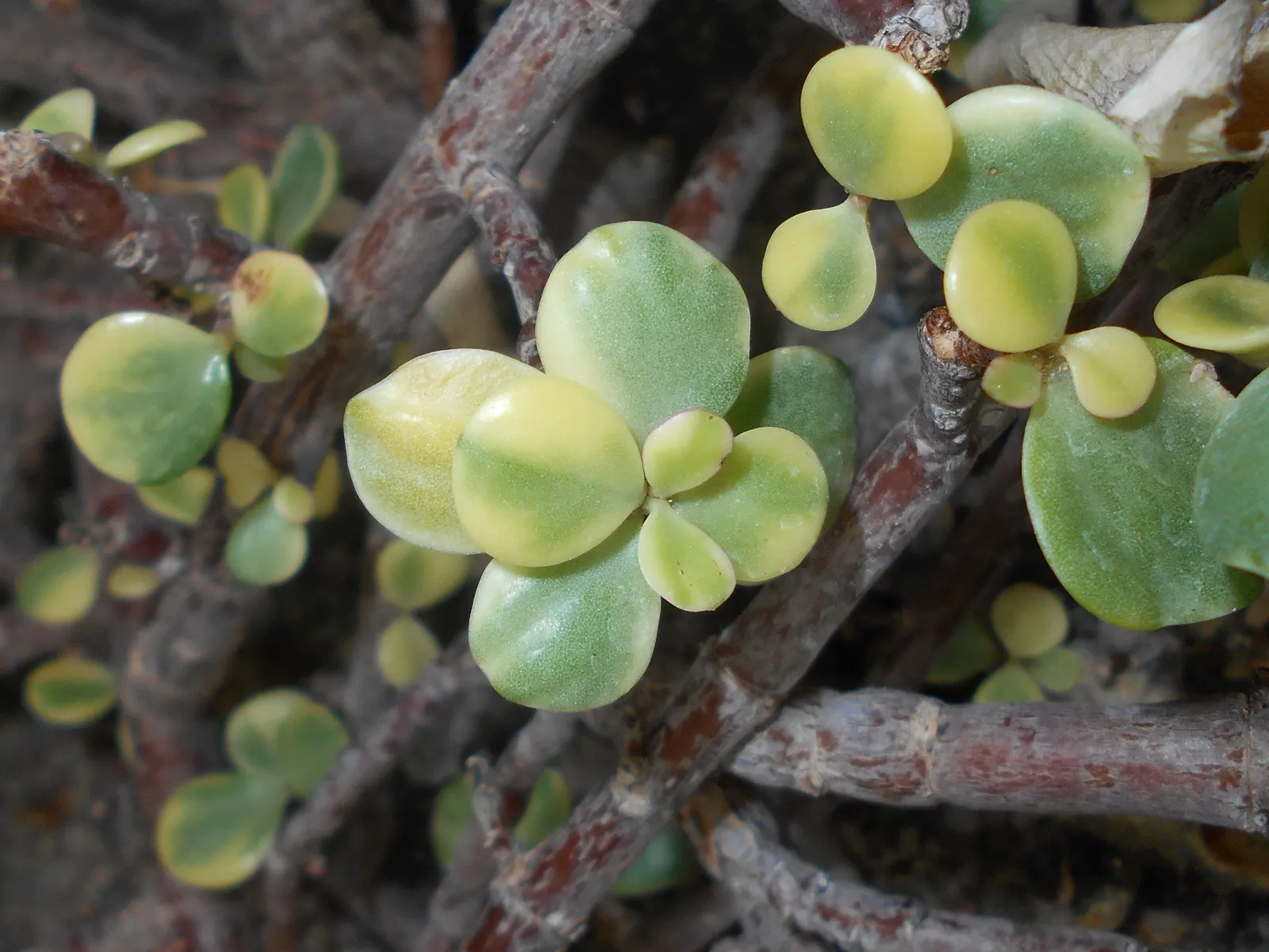 Rainbow Bush (Portulacaria Afra 'Variegata') — This drought-tolerant plant enjoys full to partial sun, requiring minimal maintenance