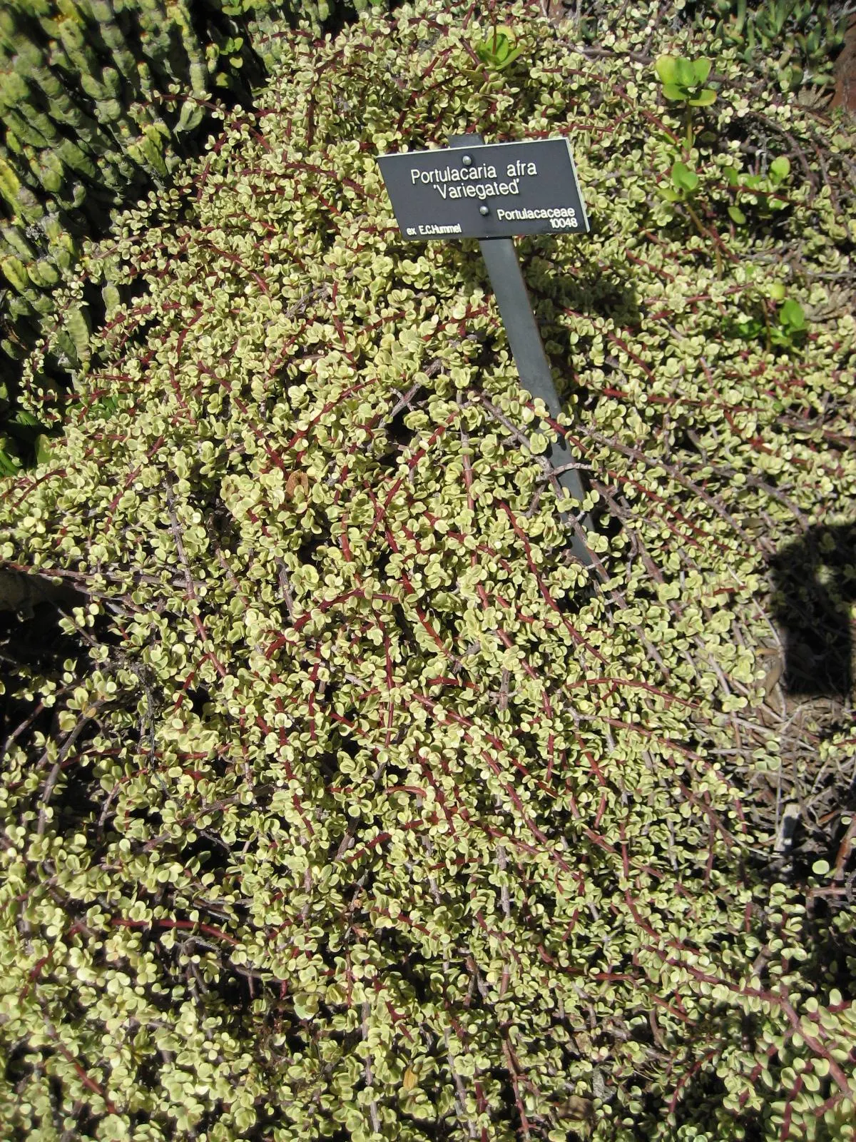 Rainbow Bush (Portulacaria Afra 'Variegata') — it offers a striking contrast and visual appeal throughout the year; with its captivating appearance and