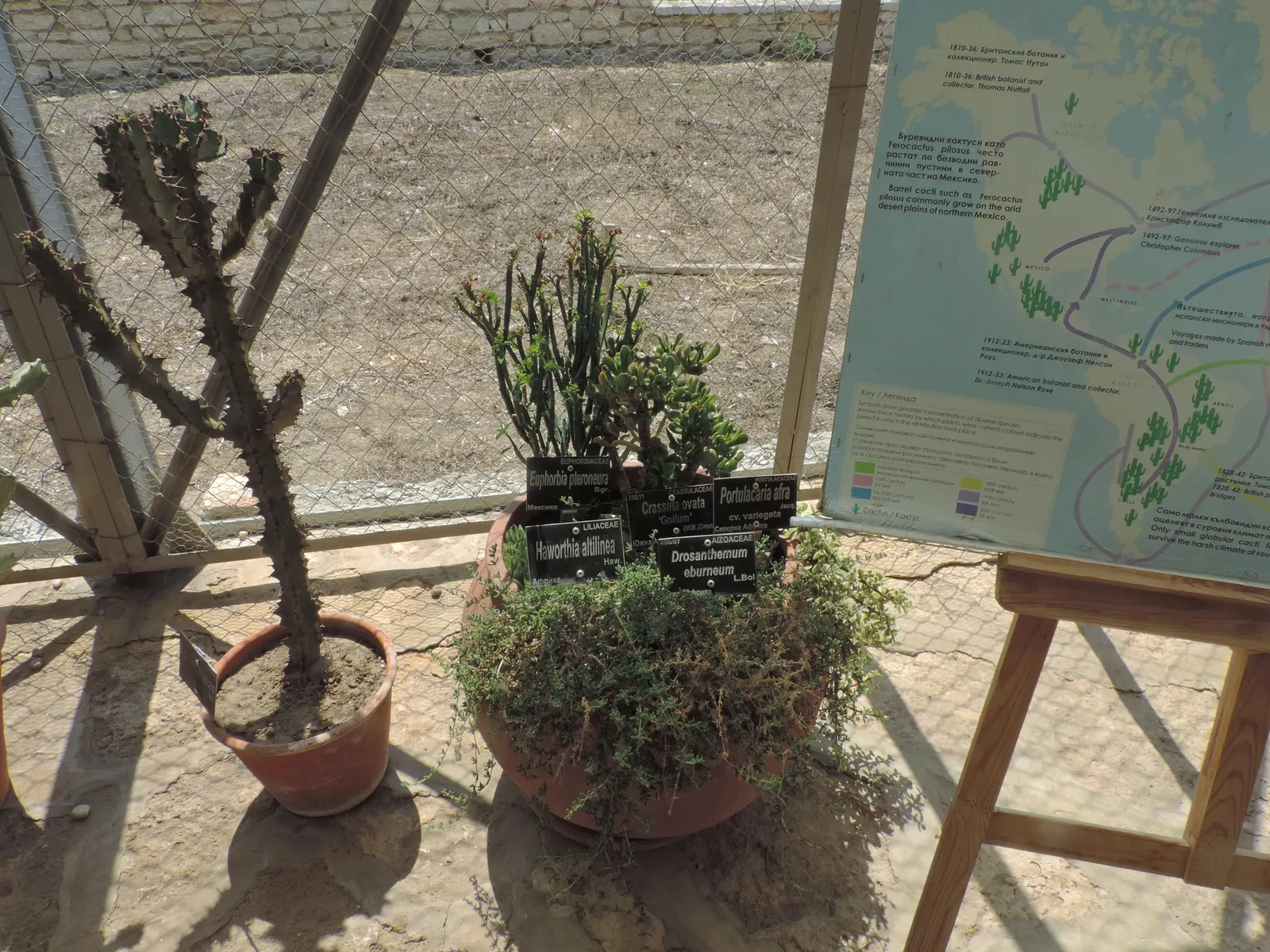Rainbow Bush (Portulacaria Afra 'Variegata') — is an eye-catching succulent that would make a vibrant addition to any garden composition; is a striking