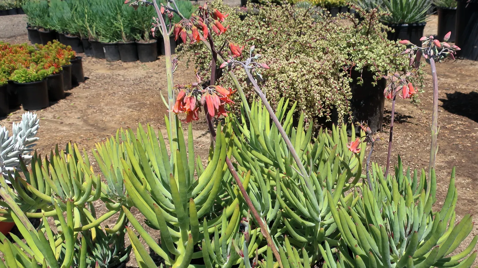 Rainbow Bush (Portulacaria Afra 'Variegata') — ground cover / succulent with lavender blooms