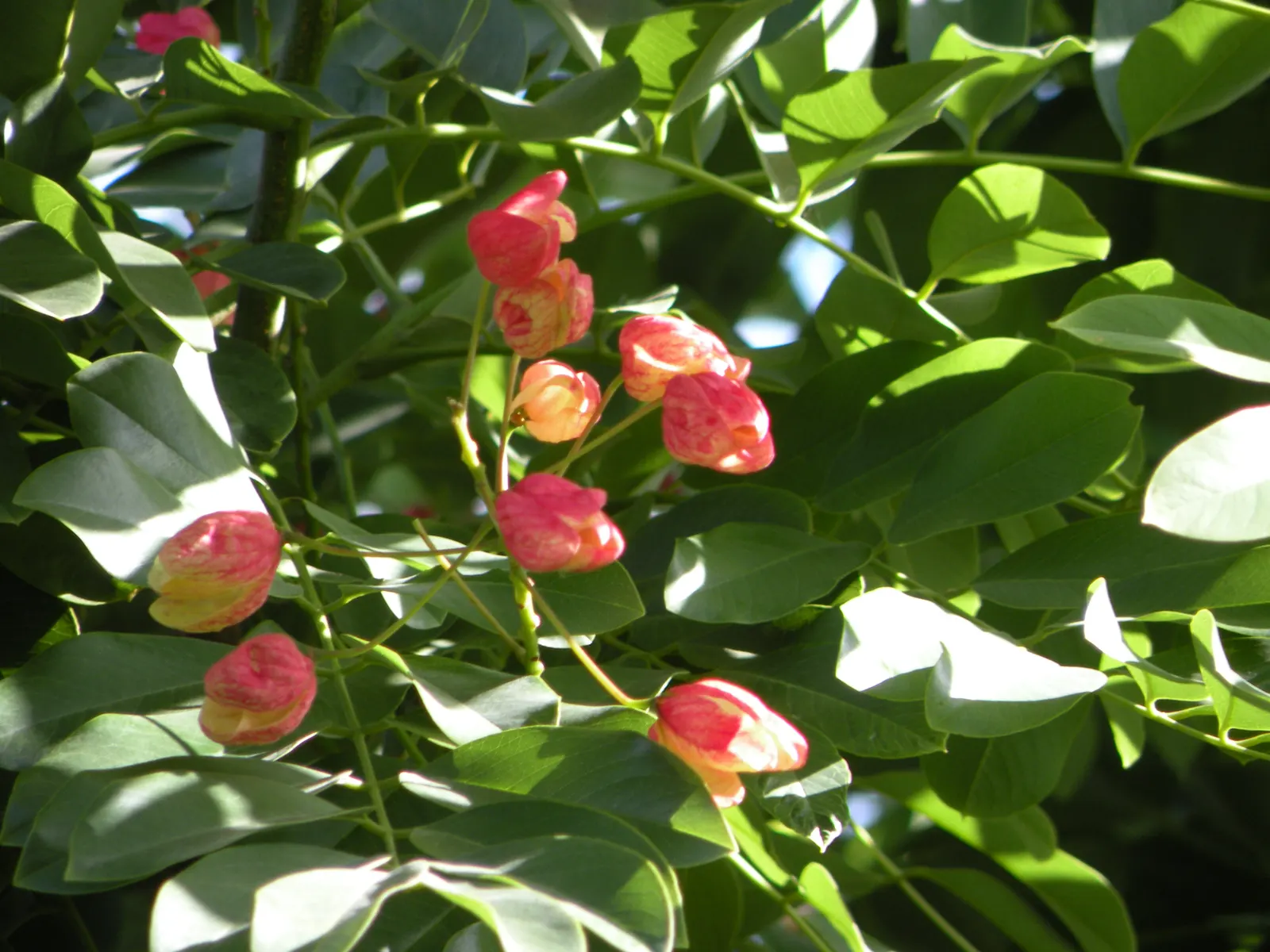 Rainbow Bush (Portulacaria Afra 'Variegata') — This drought-tolerant plant enjoys full to partial sun, requiring minimal maintenance; ground cover / succulent