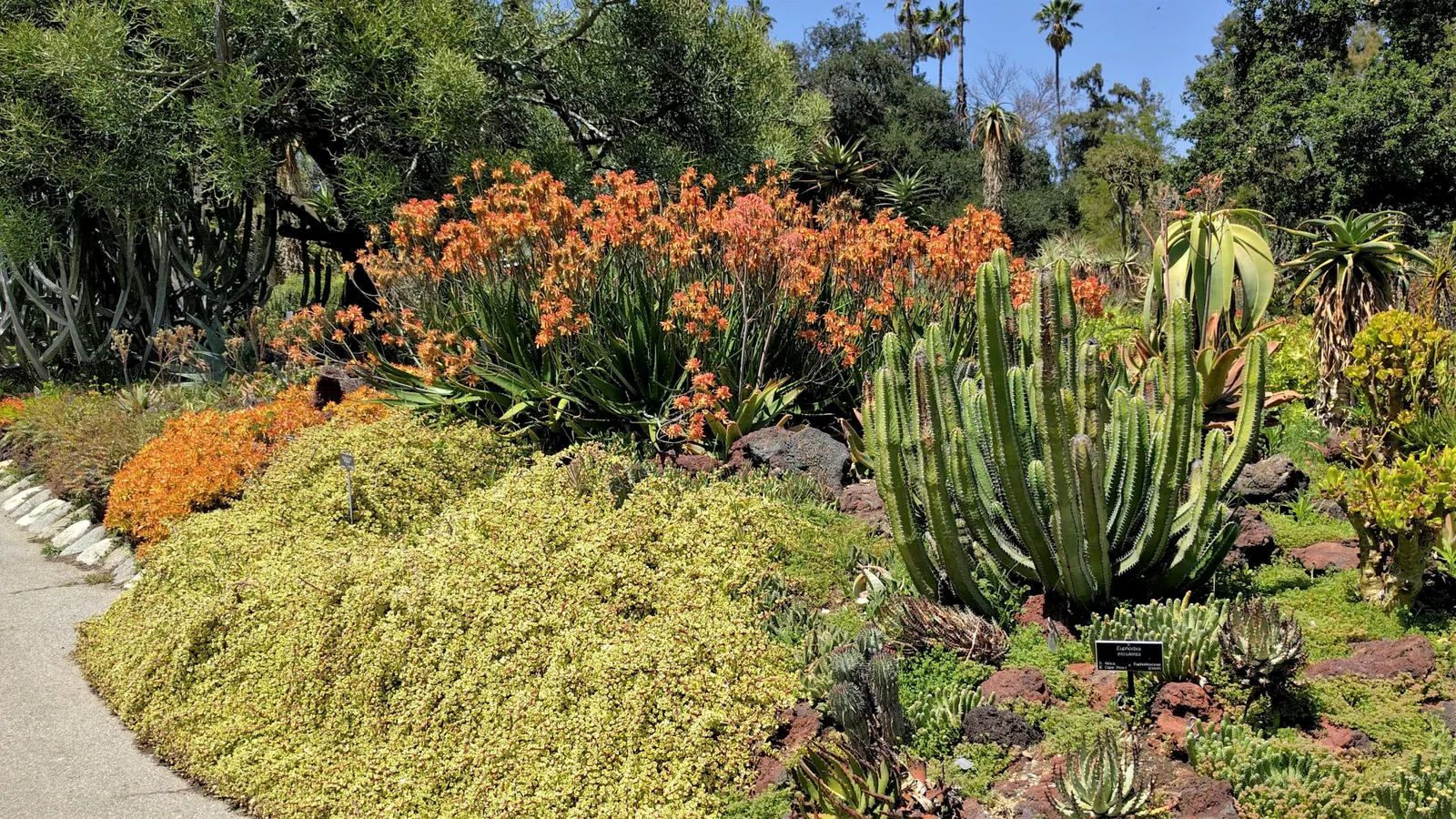 Rainbow Bush (Portulacaria Afra 'Variegata') — ground cover / succulent for full or half or shade
