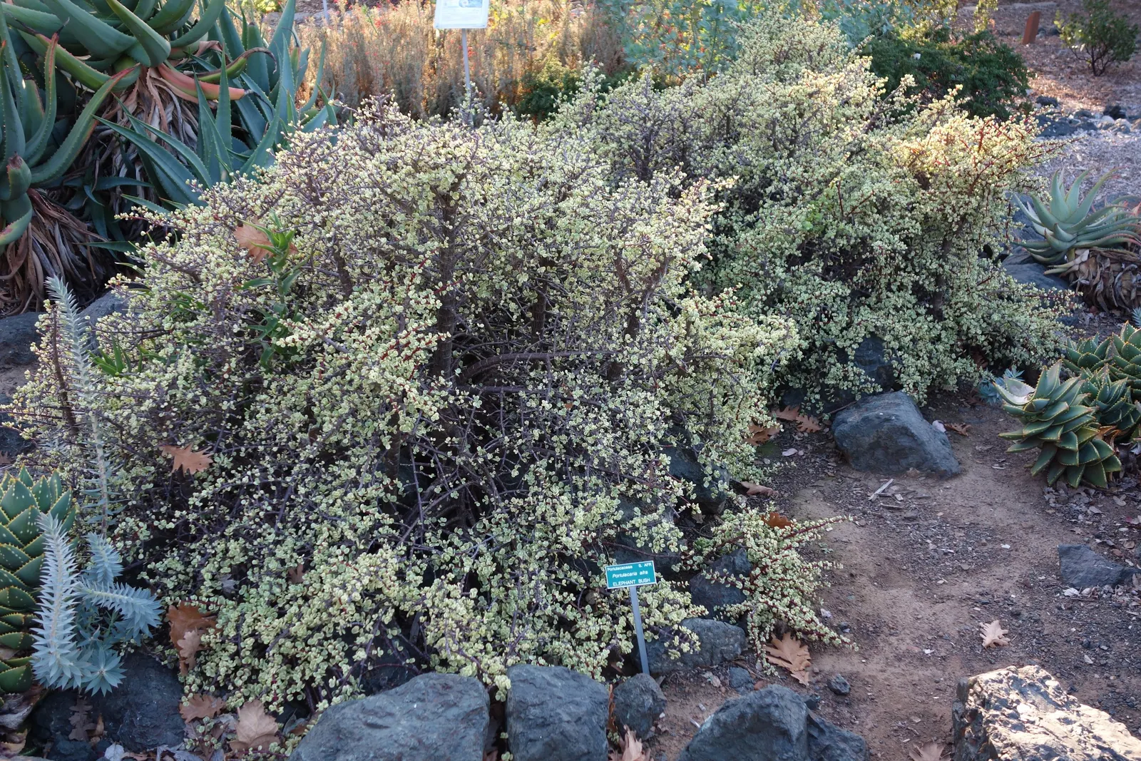 Rainbow Bush (Portulacaria Afra 'Variegata') — stand-alone tree or integrated into container gardens