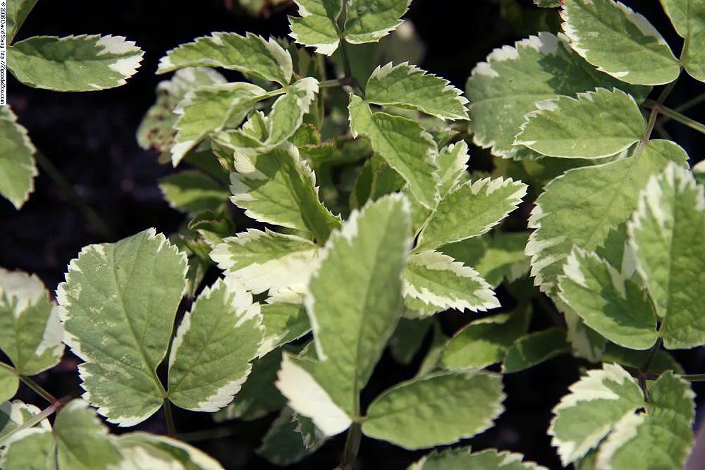 Variegated Bishop's Weed (Aegopodium Podagraria 'Variegatum') — Thriving in USDA zones 3-9, it spreads widely, reaching heights of 8-12 inches