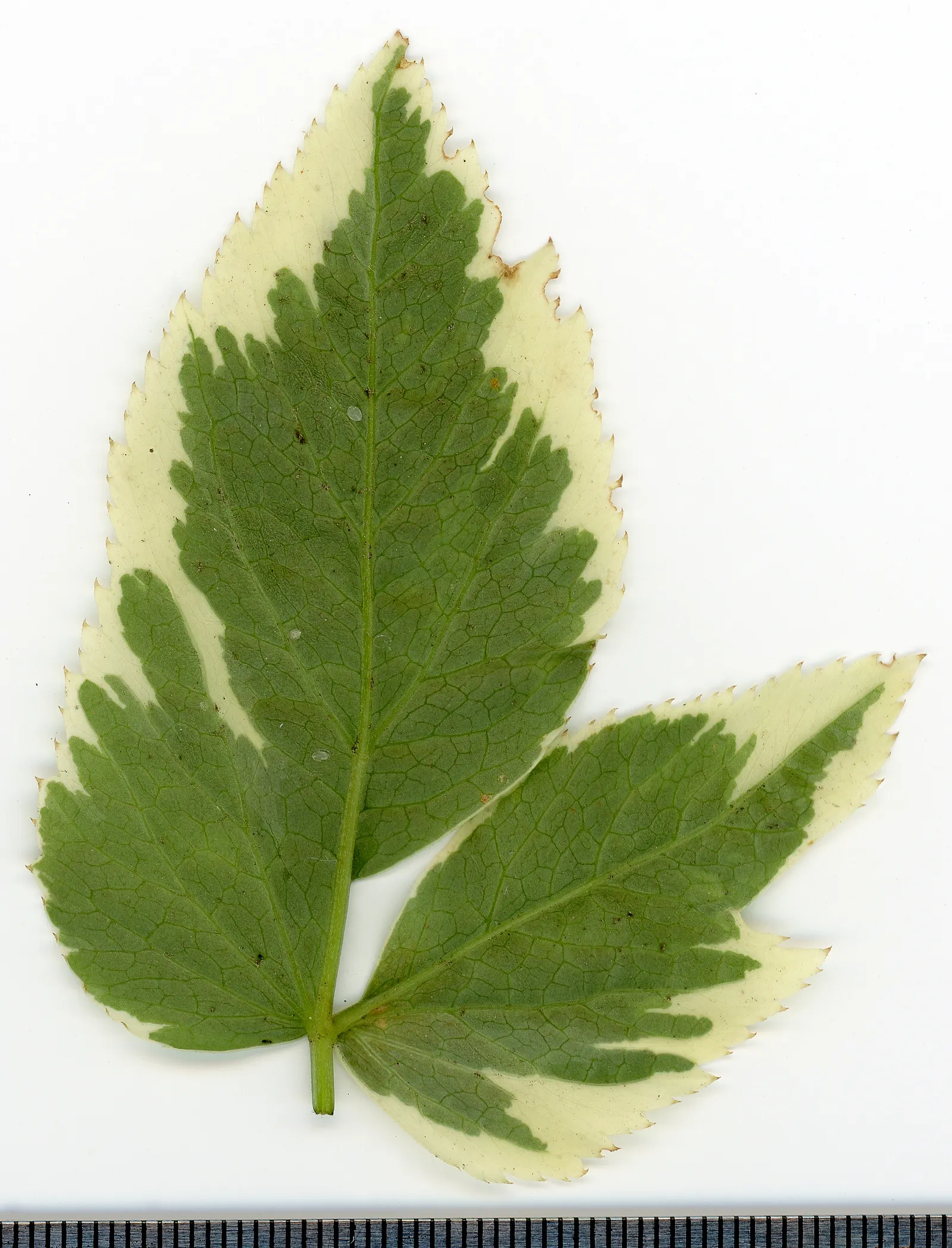 Variegated Bishop's Weed (Aegopodium Podagraria 'Variegatum') — It can be used effectively underneath trees or shrubs