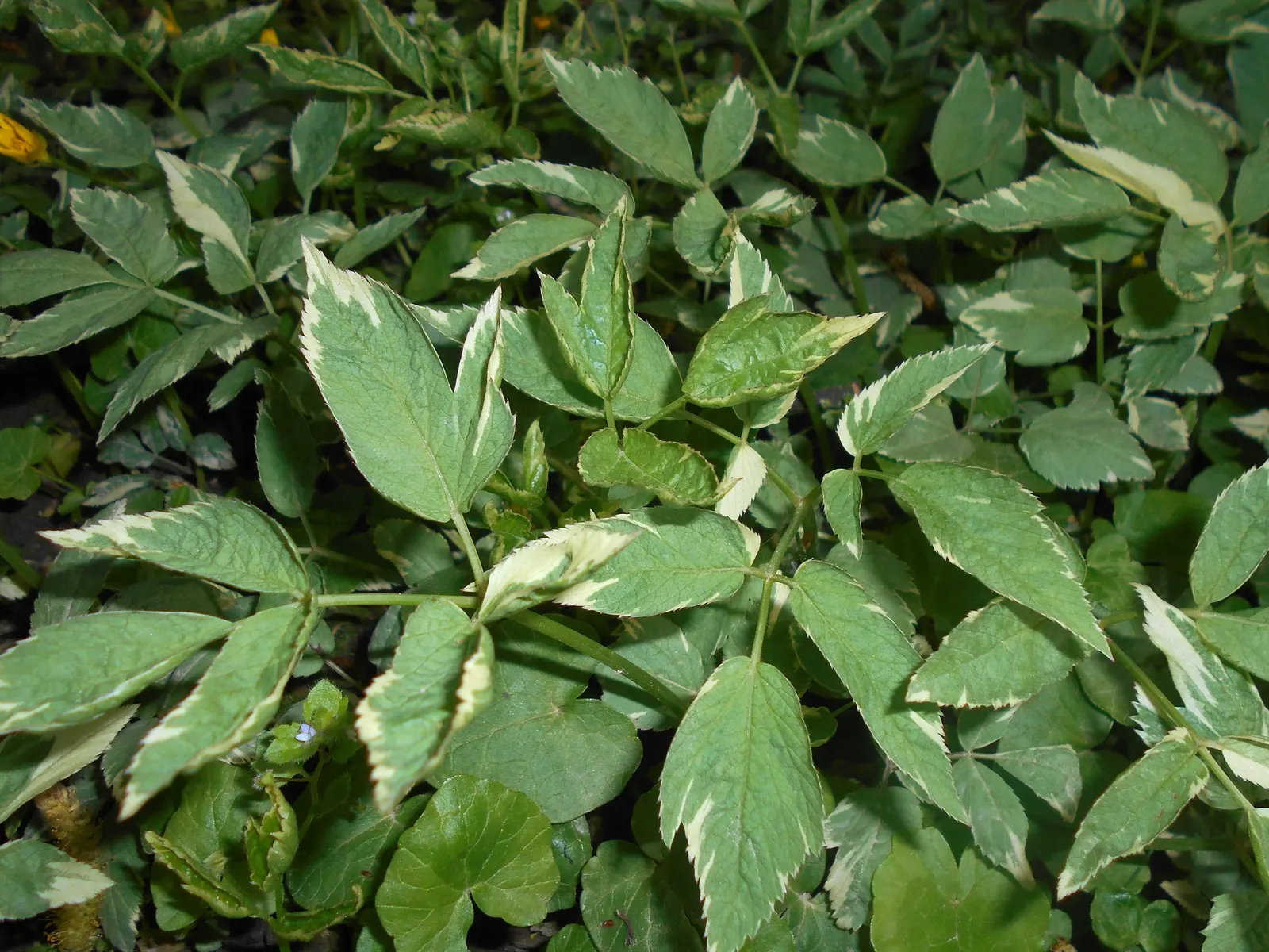 Variegated Bishop's Weed (Aegopodium Podagraria 'Variegatum') — care should be taken to contain its spread if necessary