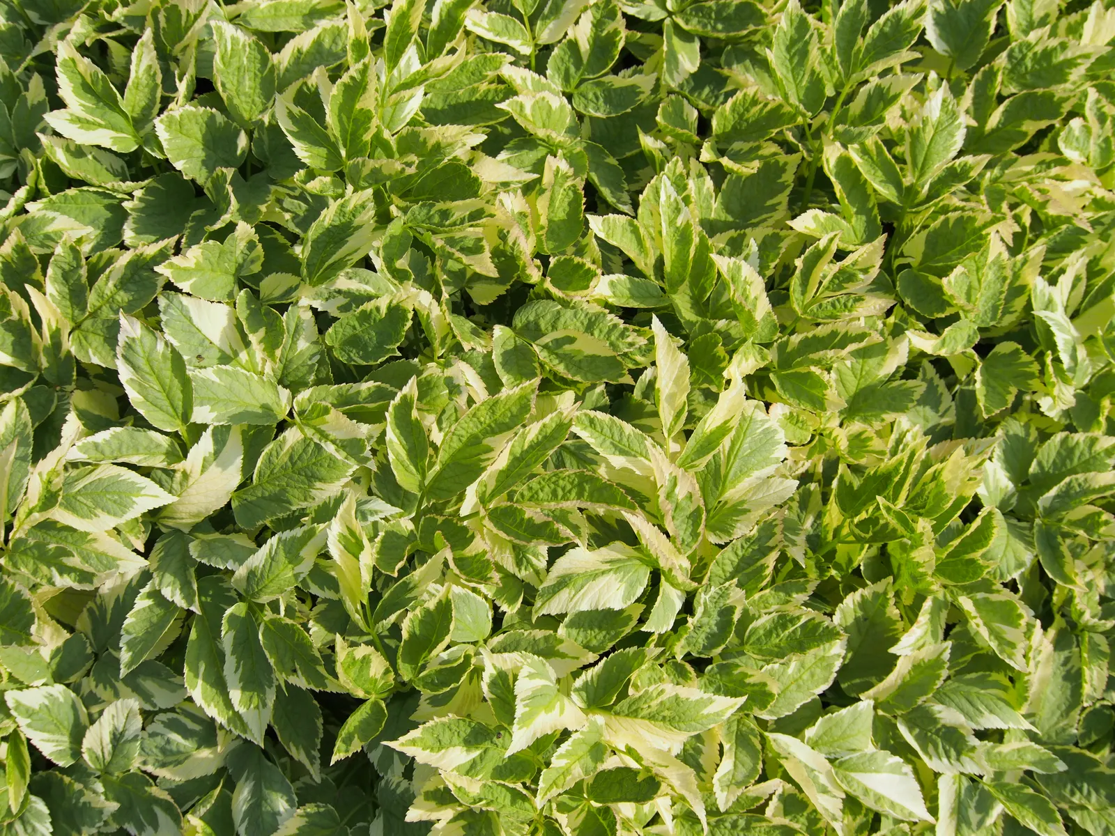 Variegated Bishop's Weed (Aegopodium Podagraria 'Variegatum') — white umbel-shaped flowers that can reach up to 20 inches tall